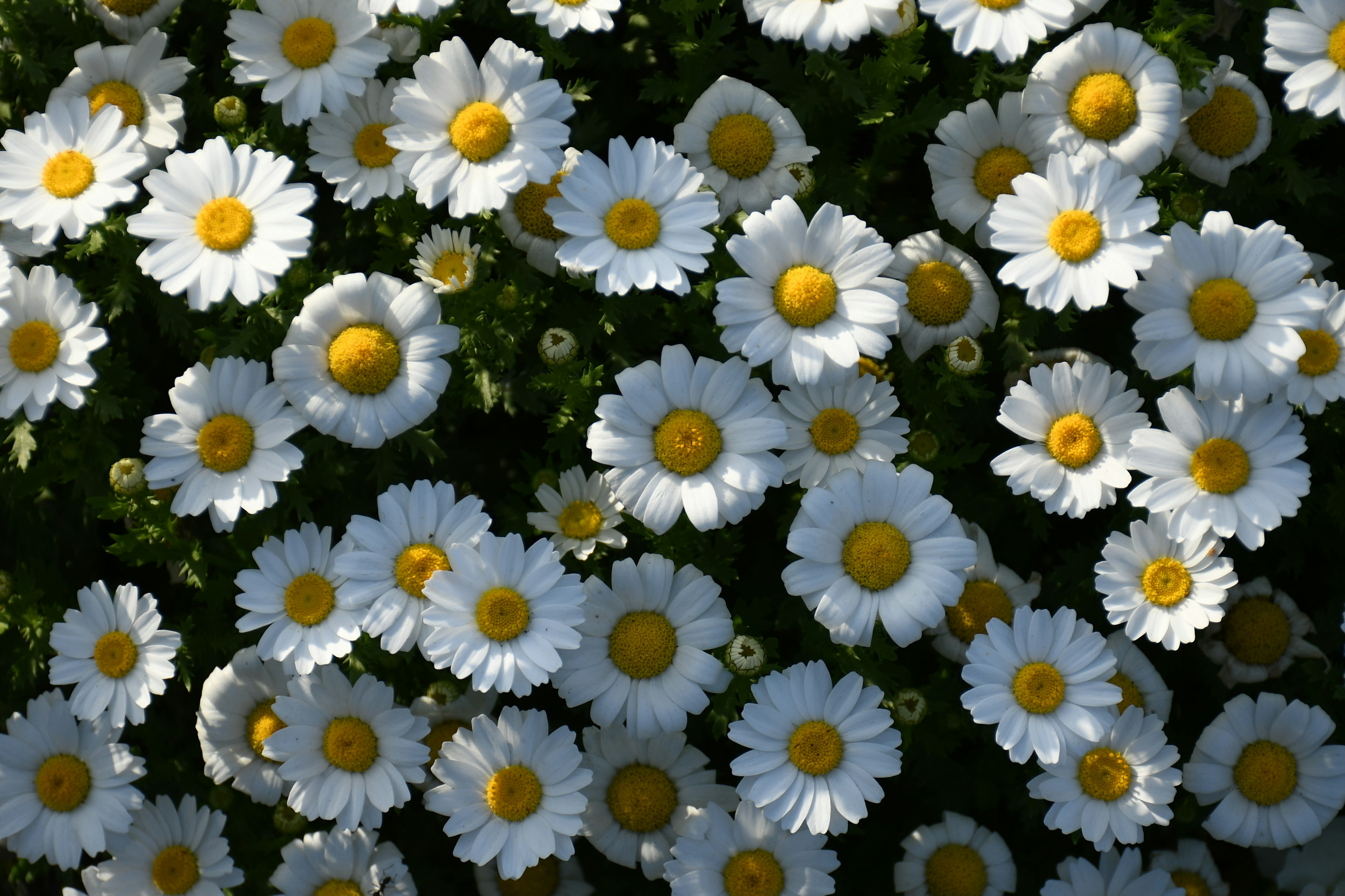 Eine Gruppe von Gänseblümchen mit weißen Blütenblättern und gelben Zentren