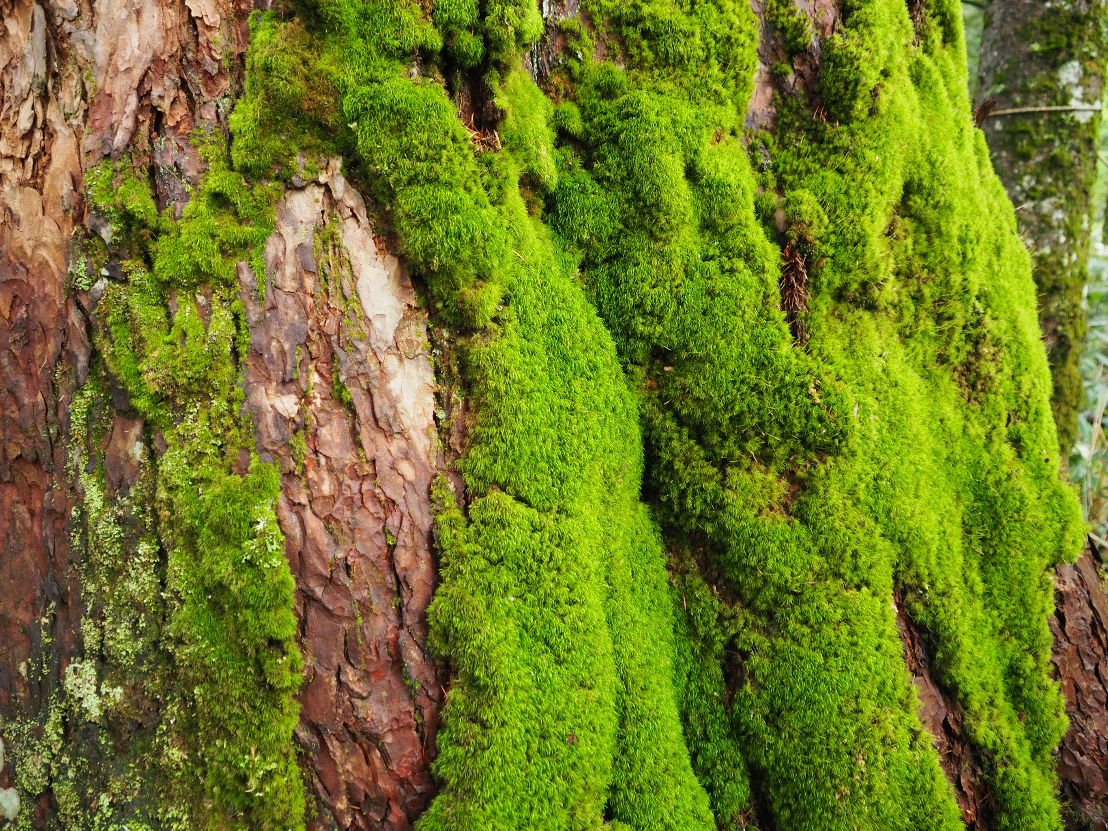 Close-up of a tree trunk covered with green moss