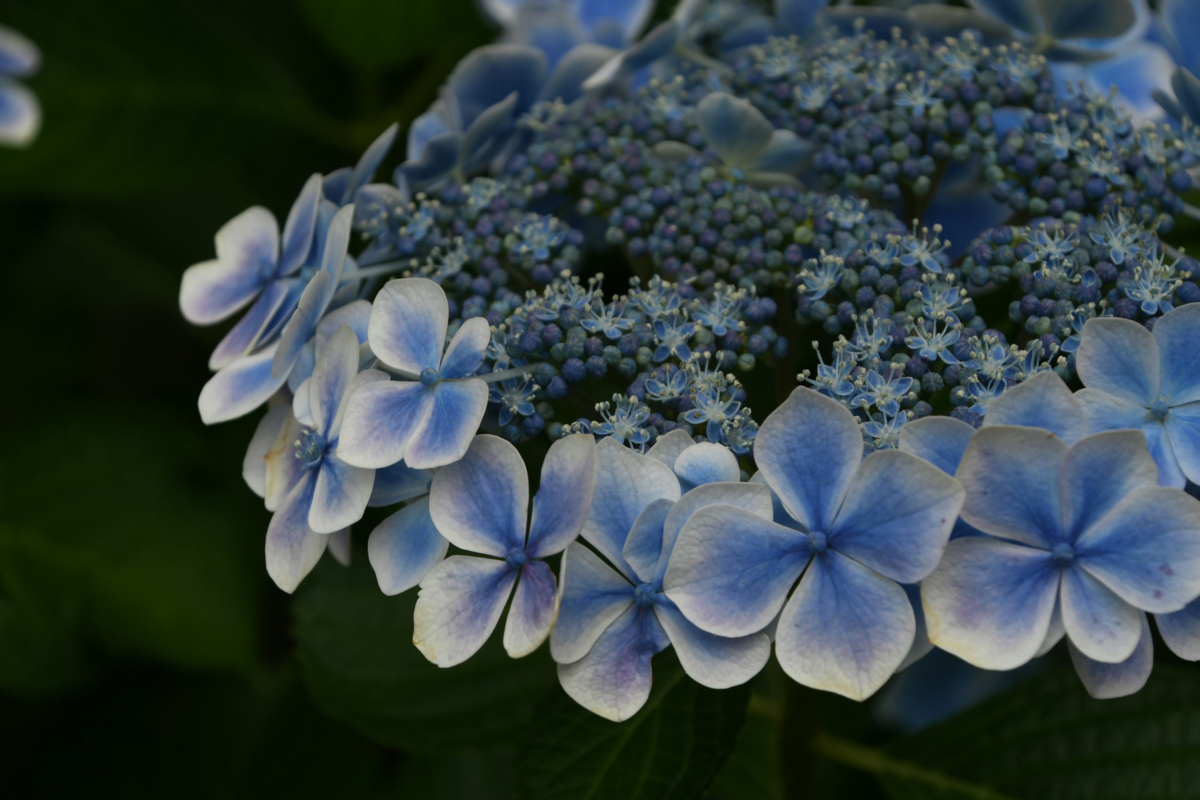 Acercamiento de flores de hortensia azules con pétalos delicados