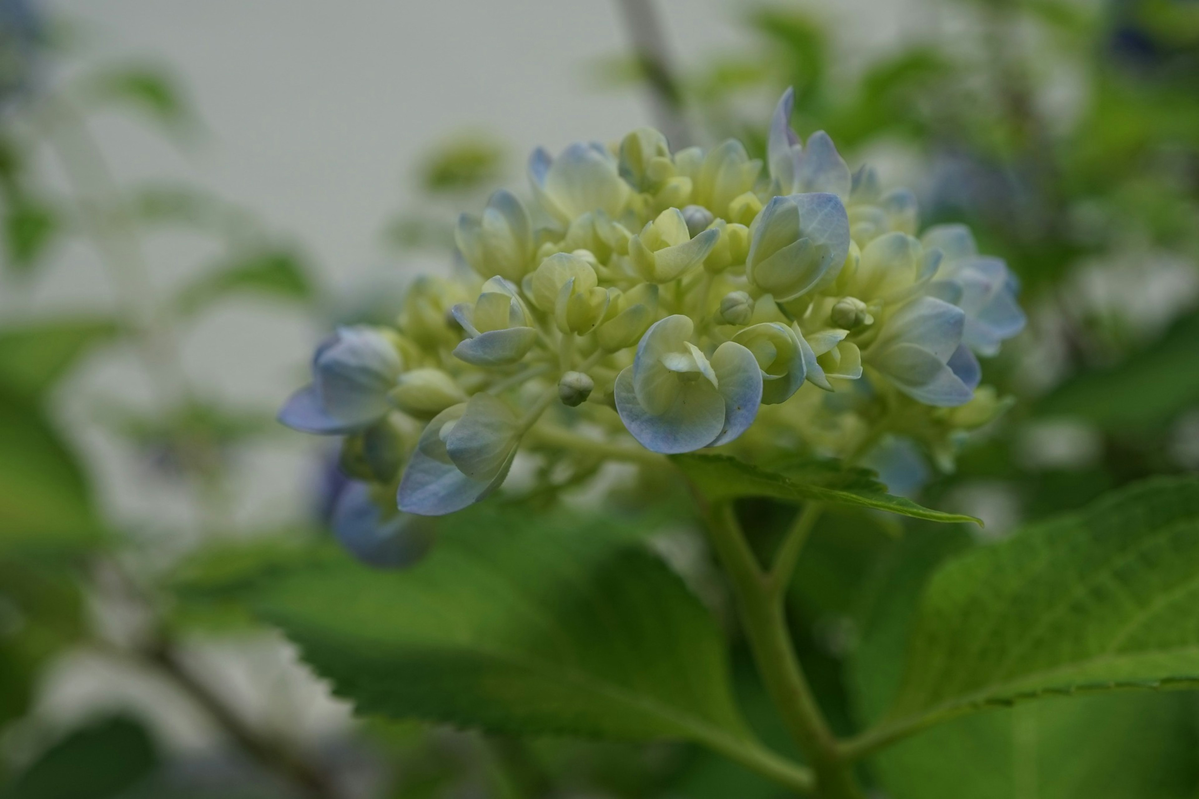 Primer plano de una planta con flores azules y hojas verdes