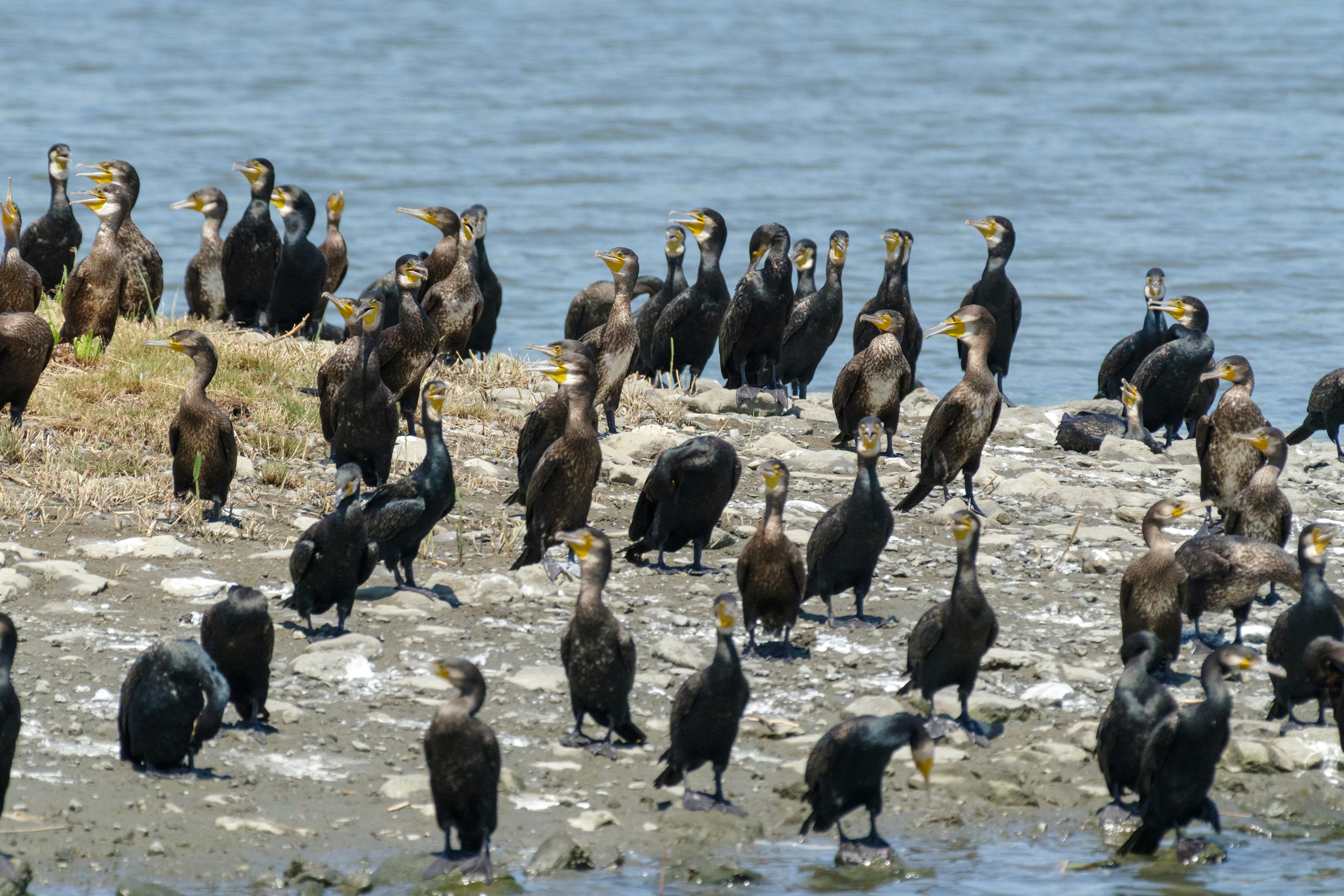 A flock of cormorants gathered by the water's edge