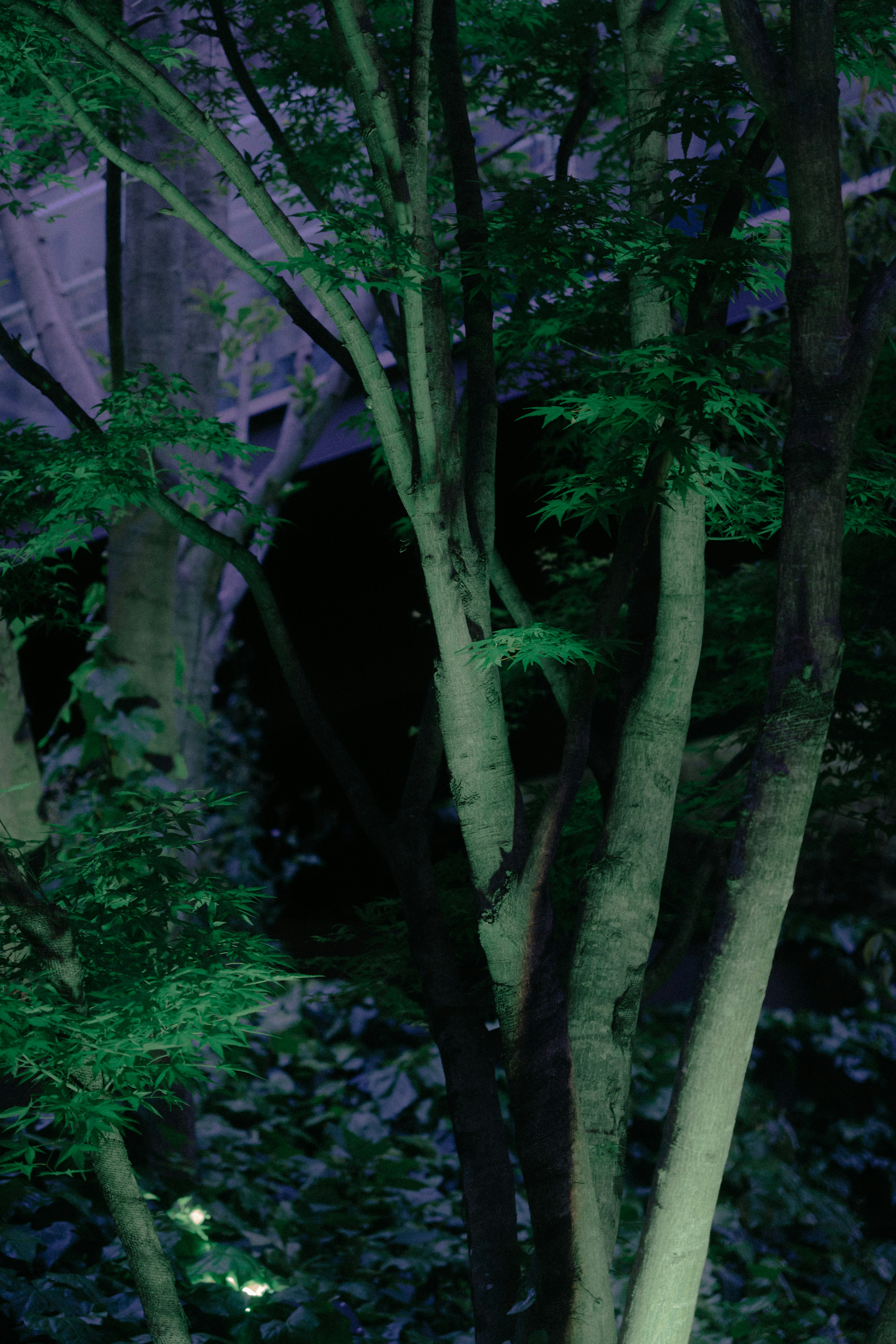 緑色の葉を持つ木と暗い背景の夜の風景