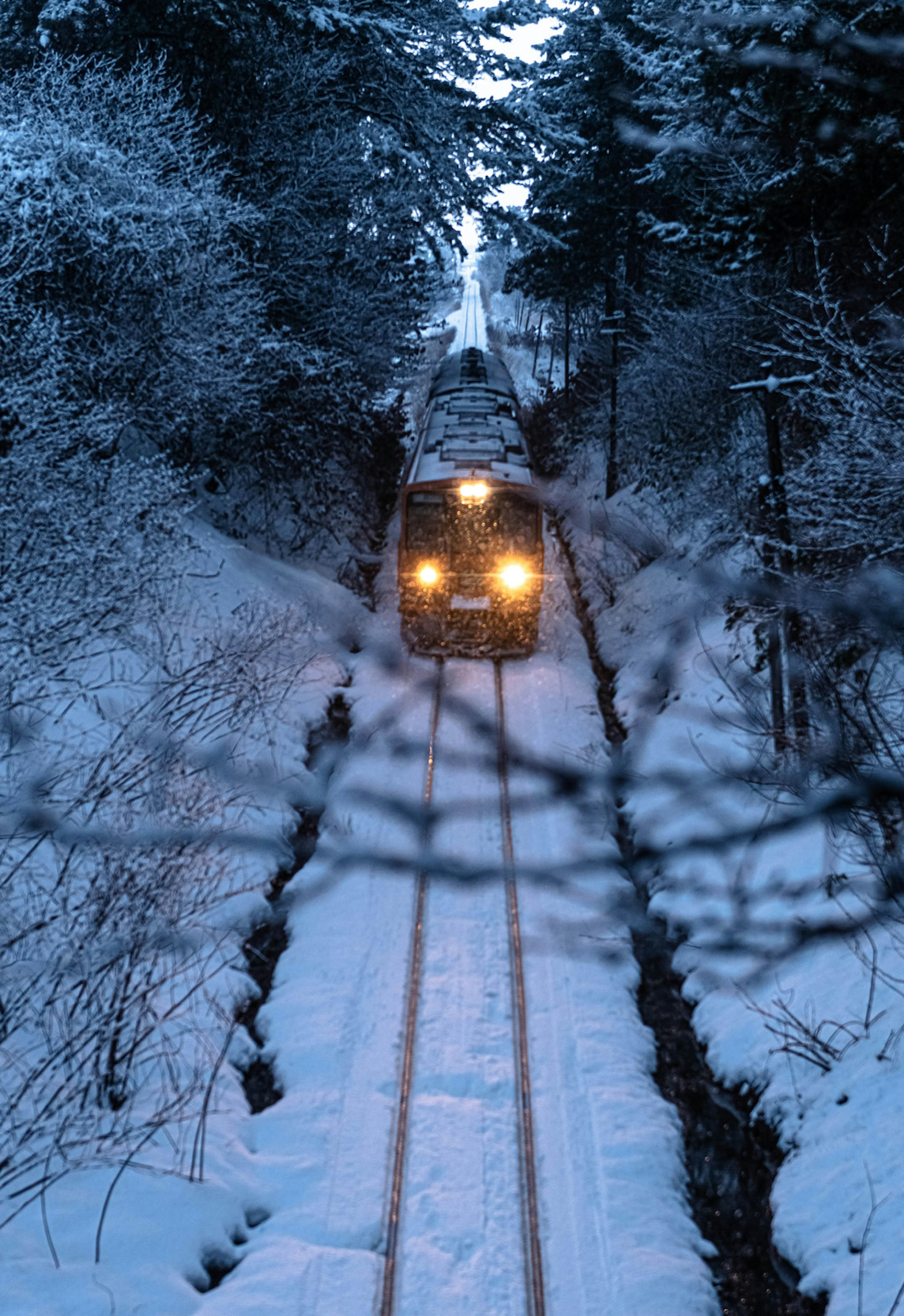 Train circulant sur des rails enneigés entourés d'arbres