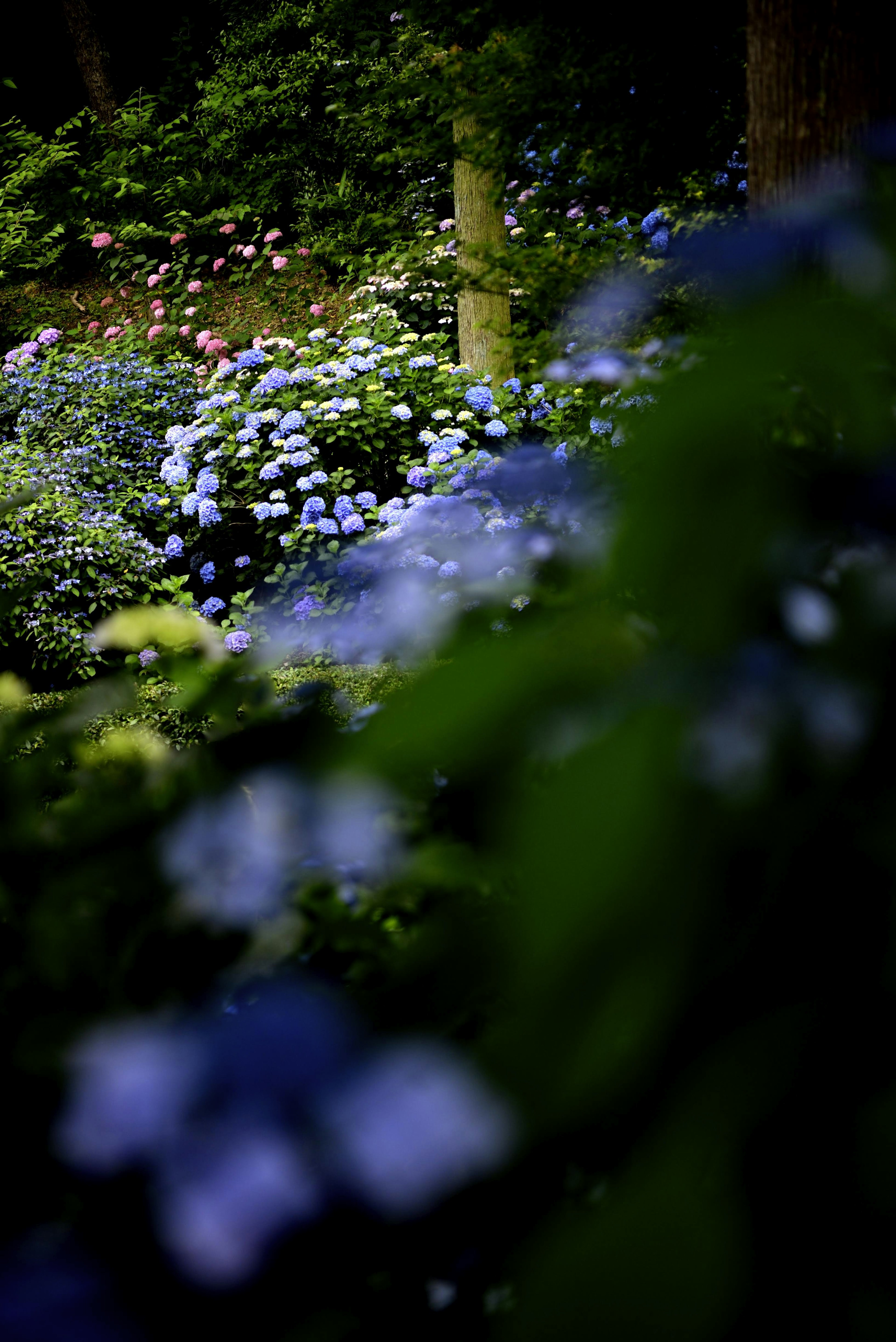 Escena de jardín con flores azules en flor rodeadas de vegetación