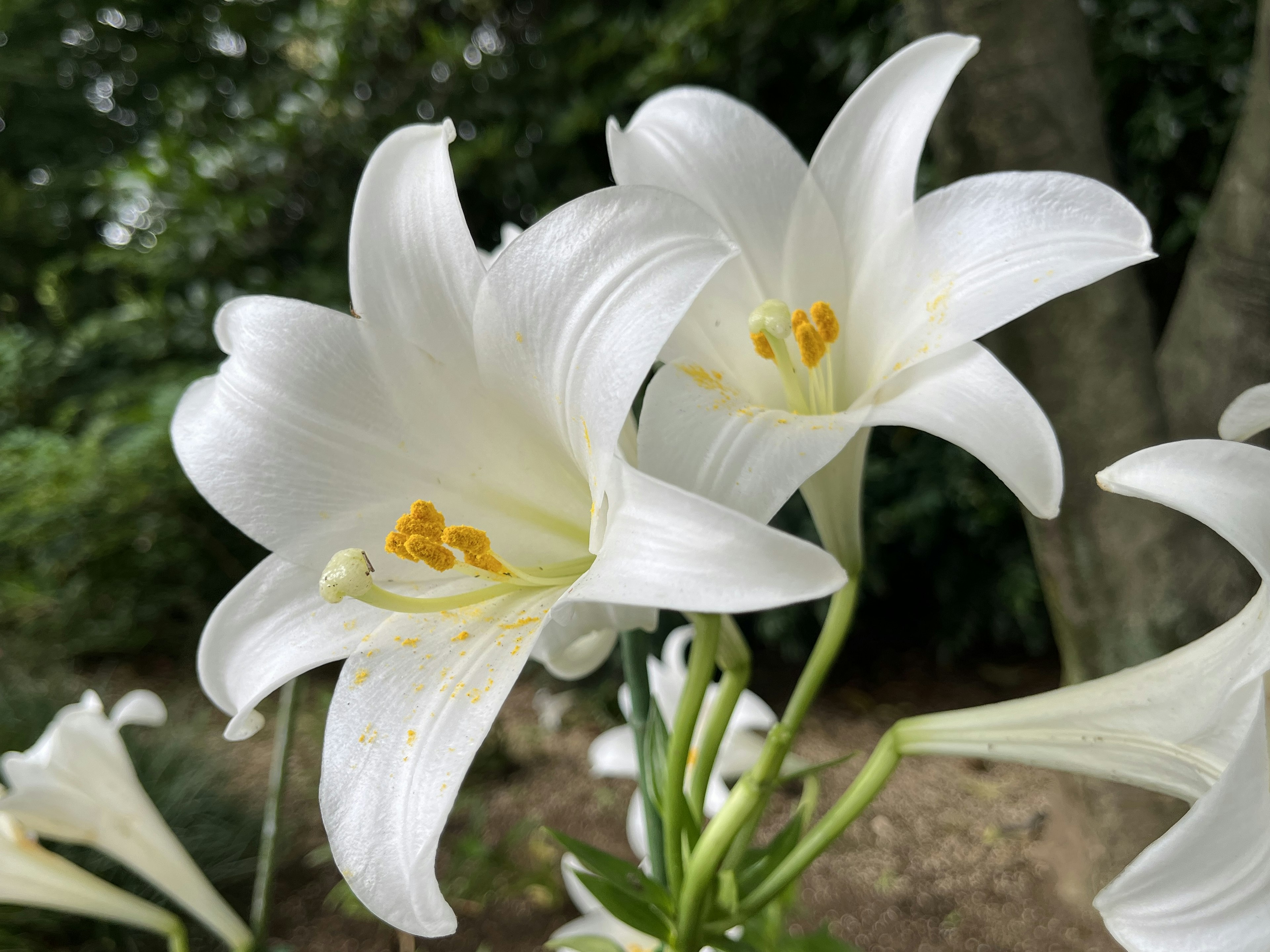 Close-up photo of white lilies blooming