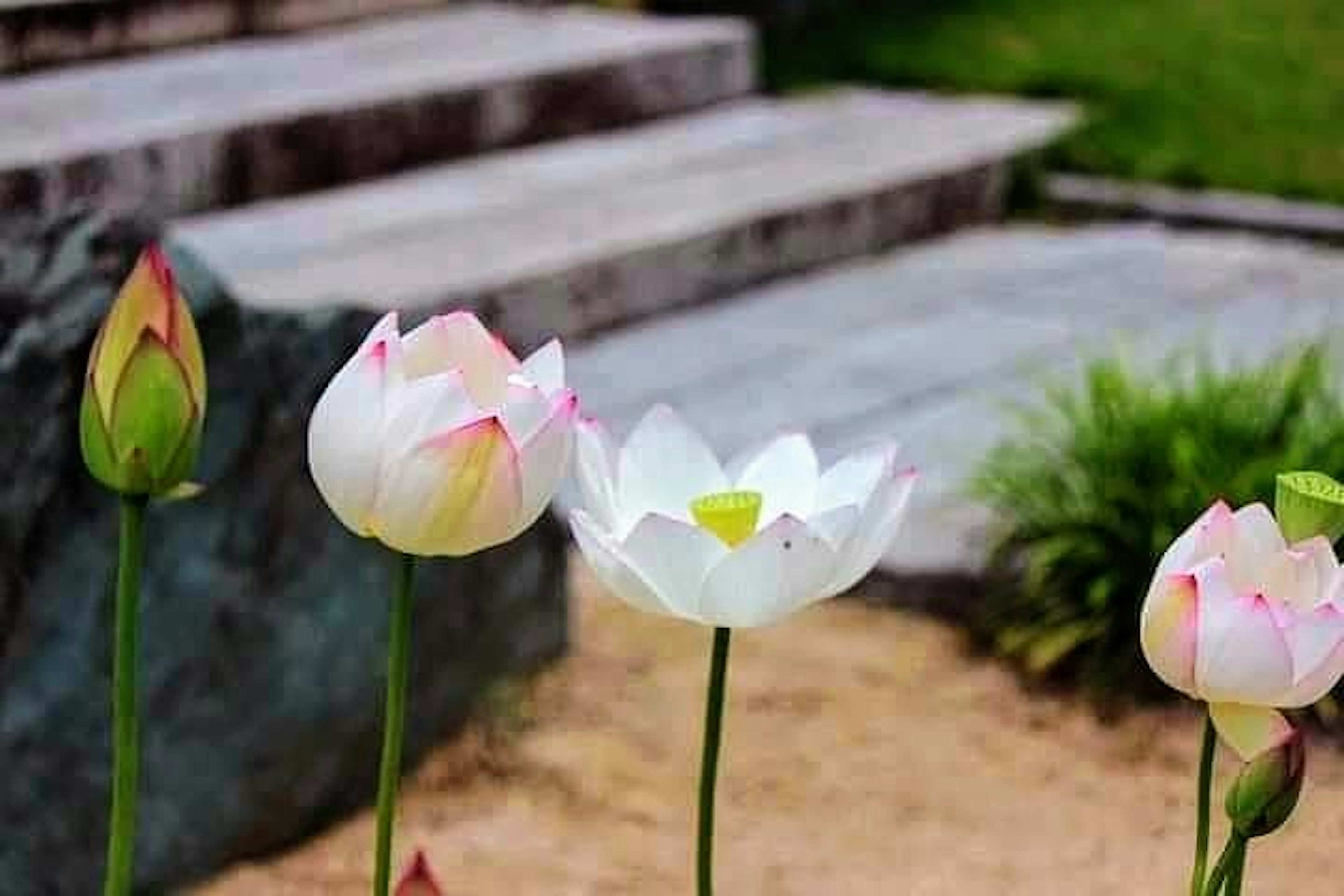 Beautiful lotus flowers blooming in a garden corner