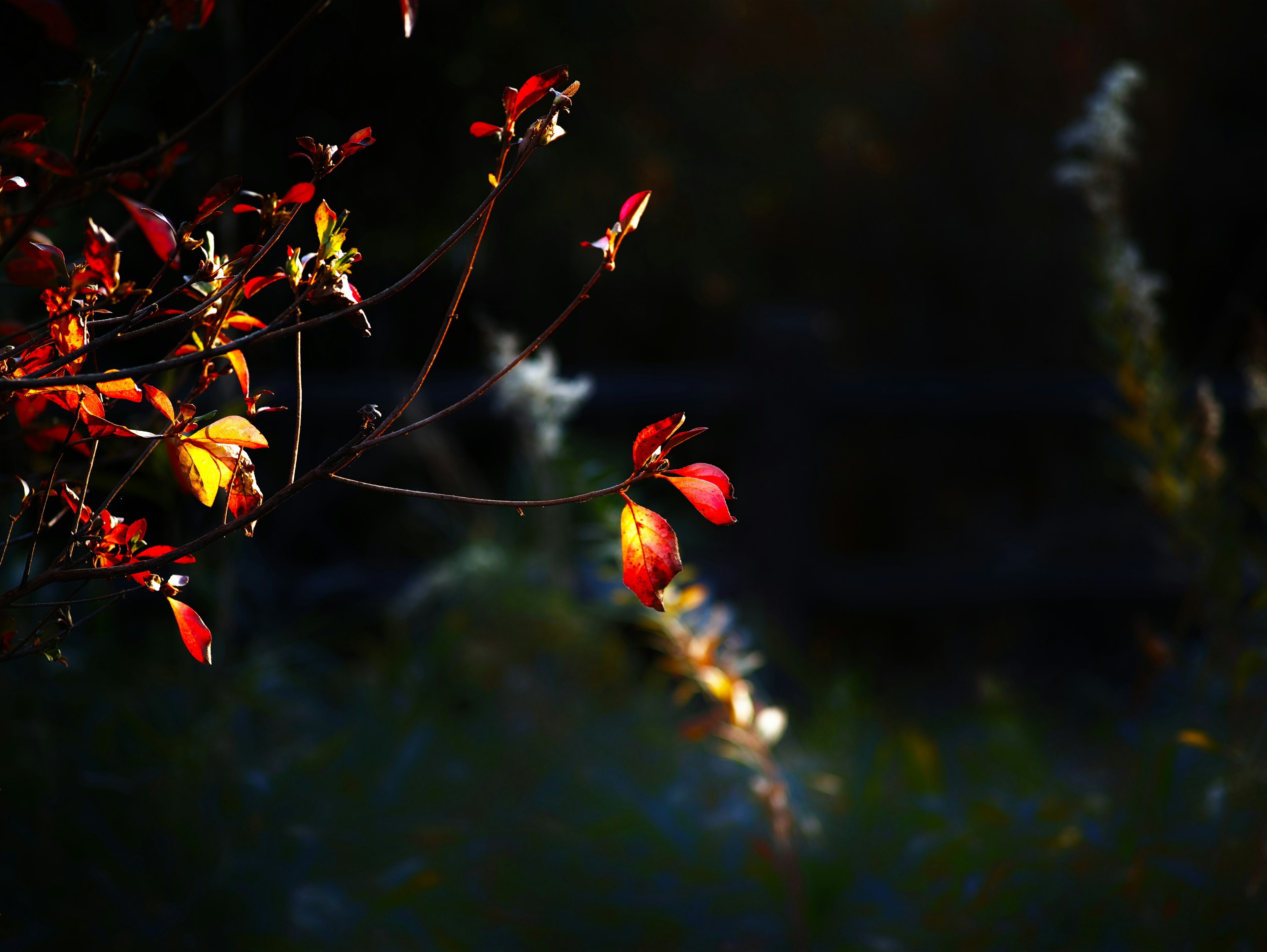 Hermosas hojas de otoño iluminadas contra un fondo oscuro