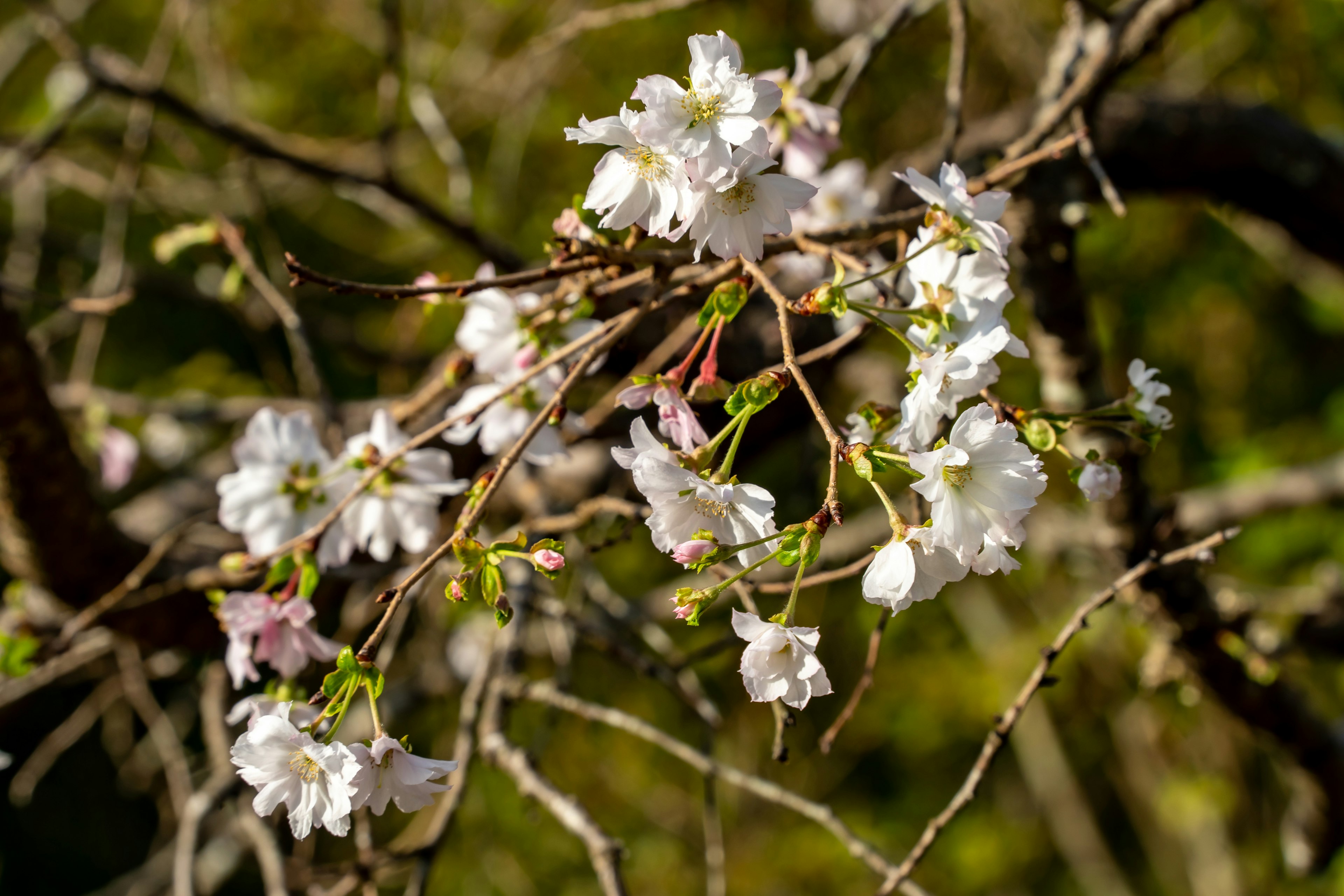 白い桜の花が咲いている枝のクローズアップ