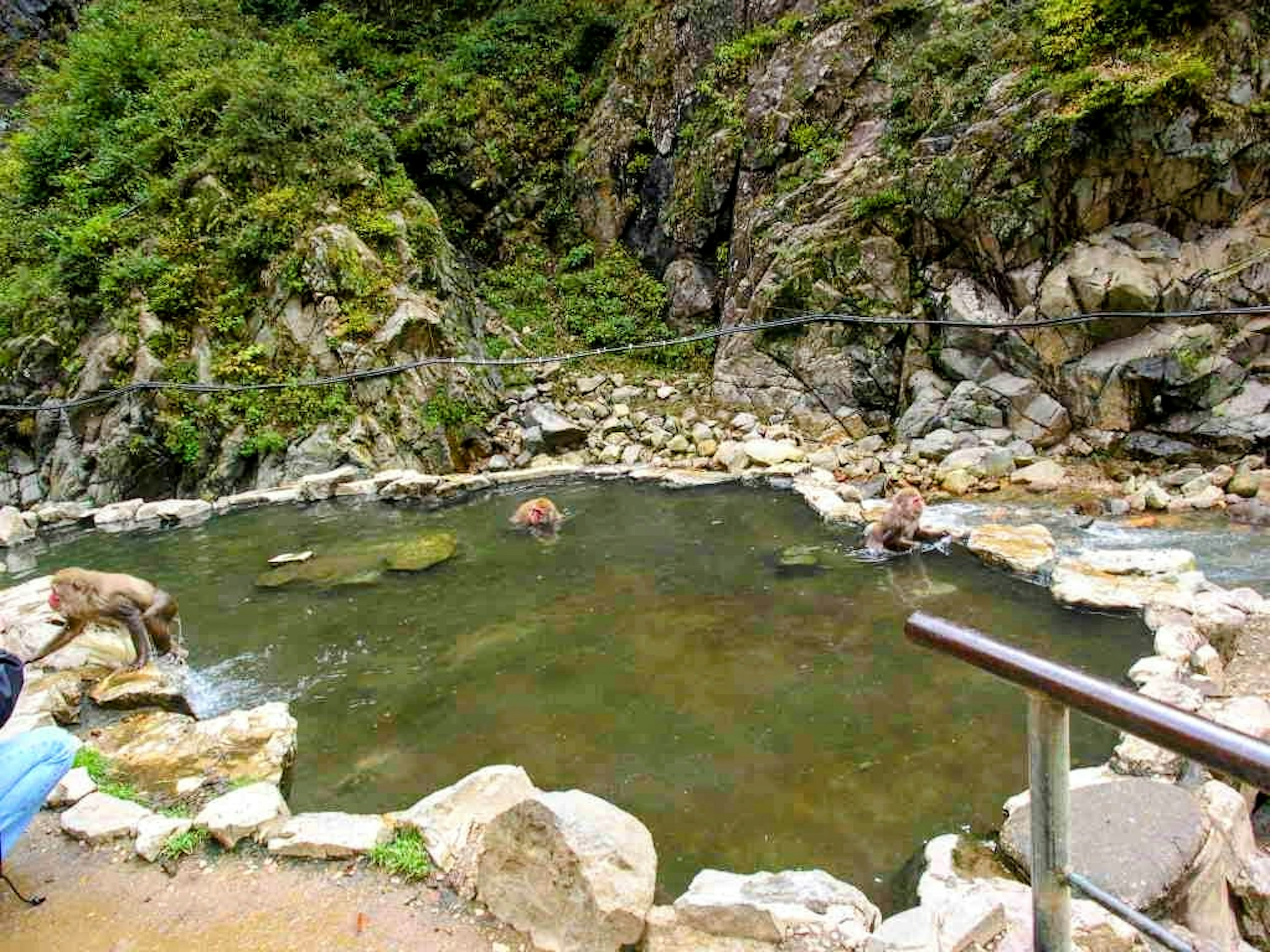 Monkeys bathing in a natural hot spring surrounded by rocks and greenery