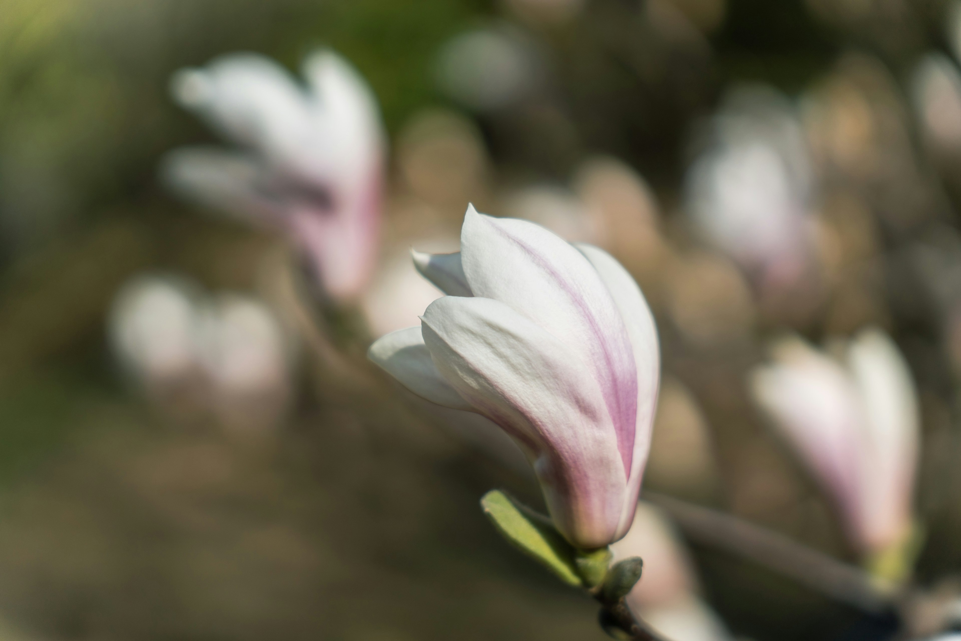 薄いピンクと白の花びらを持つモクレンの花のクローズアップ