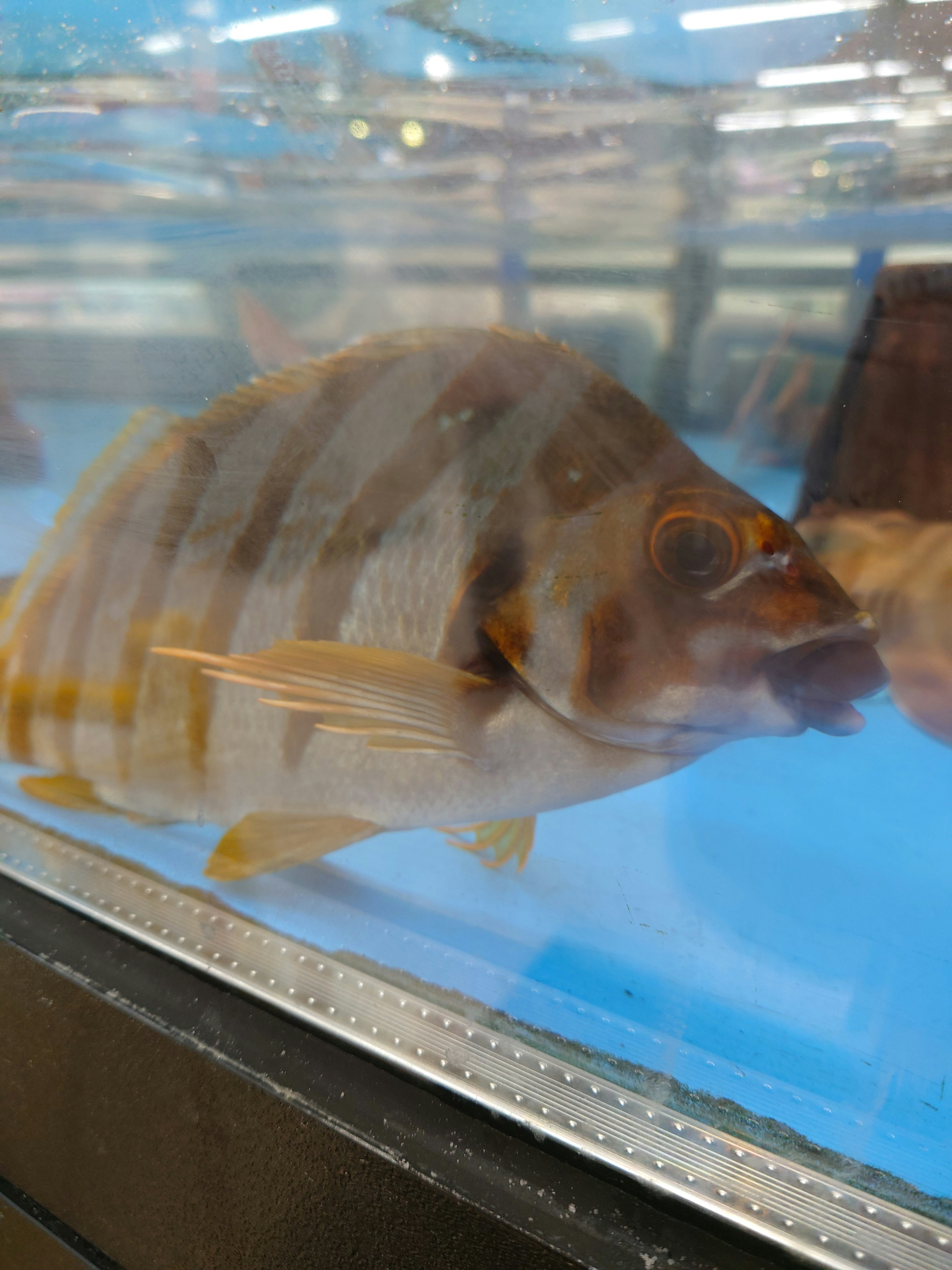 Pez rayado en un acuario con fondo azul