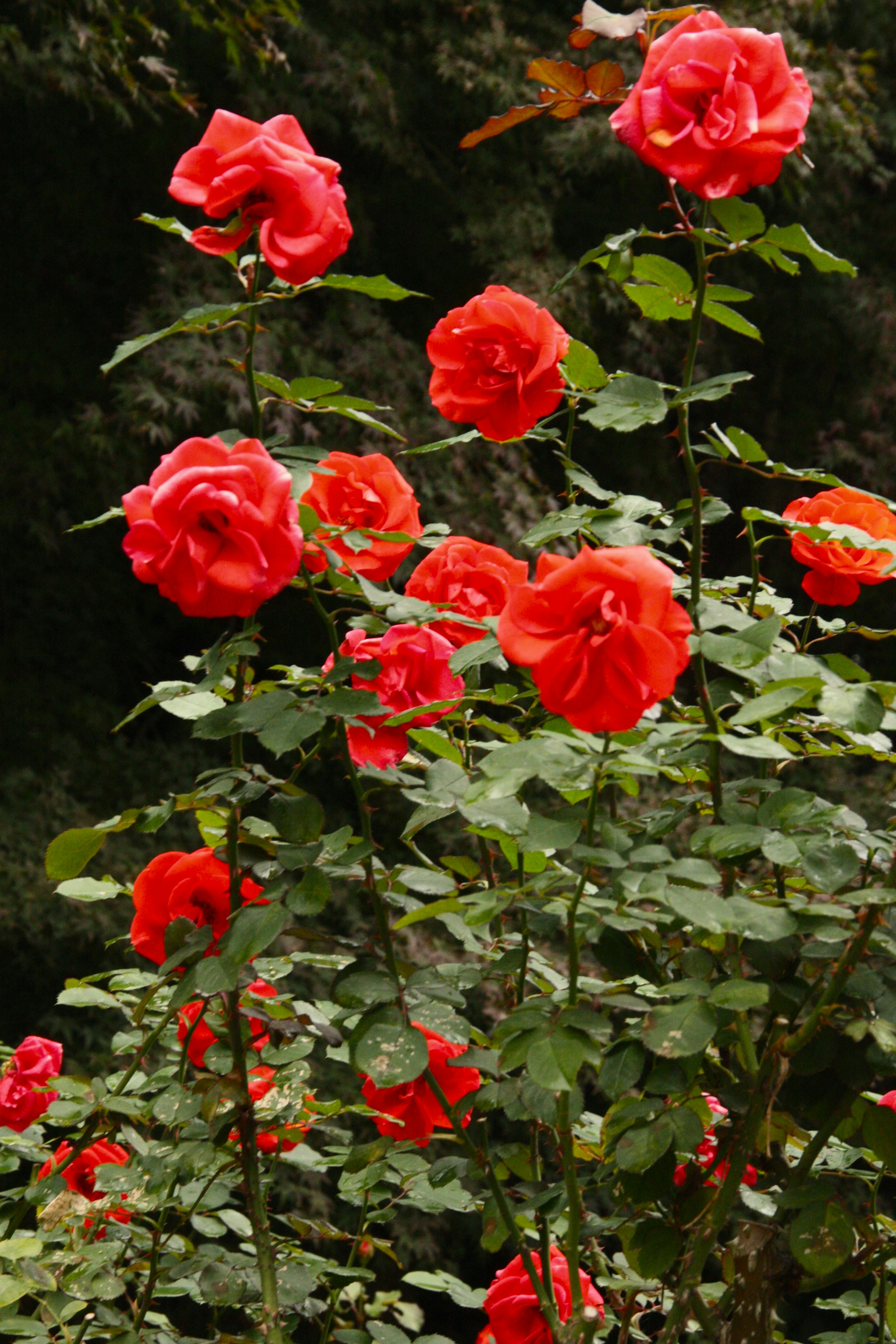 Un gruppo di rose rosse in fiore con foglie verdi