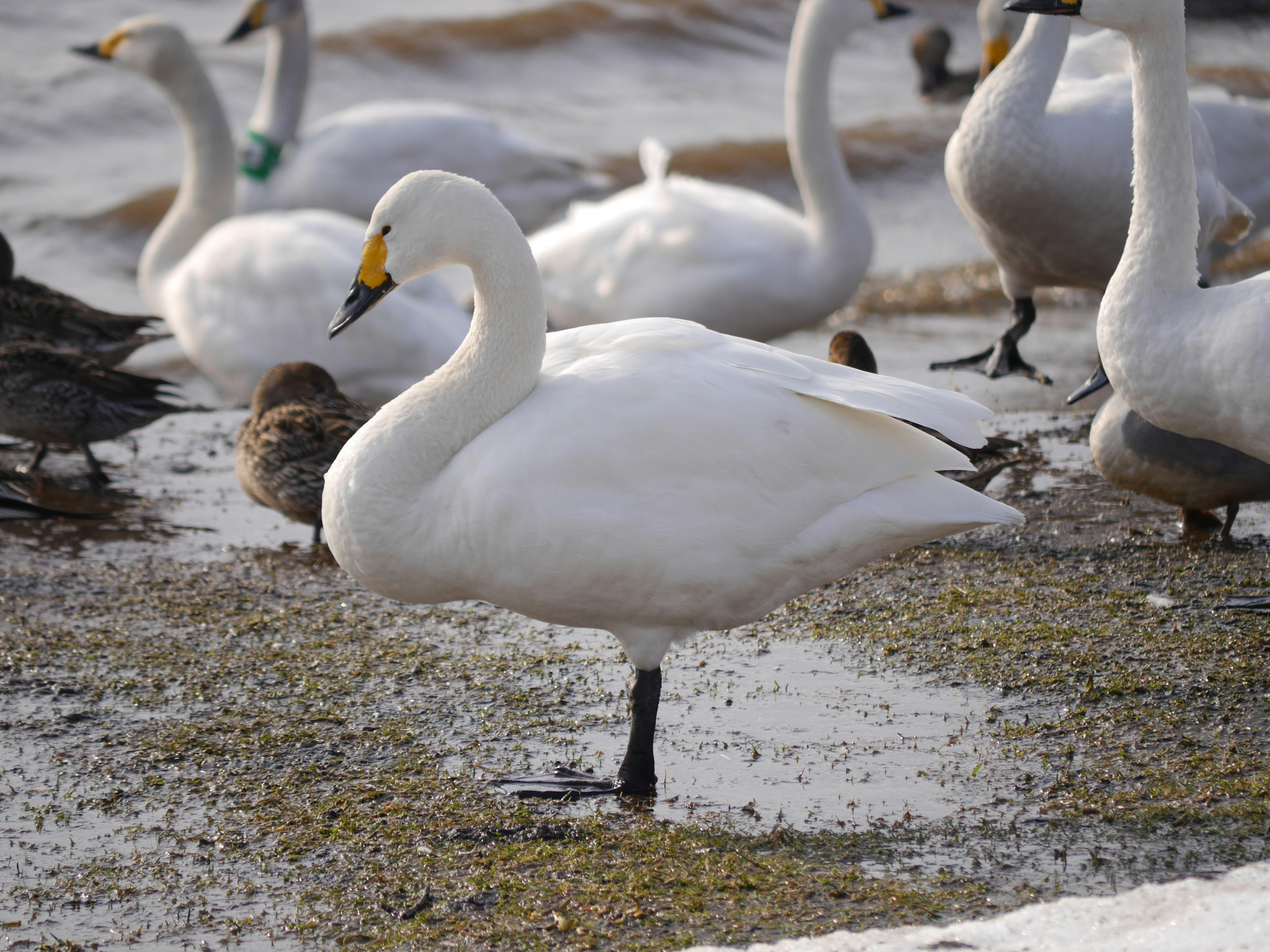 Un cygne se tenant près de l'eau entouré d'autres oiseaux aquatiques