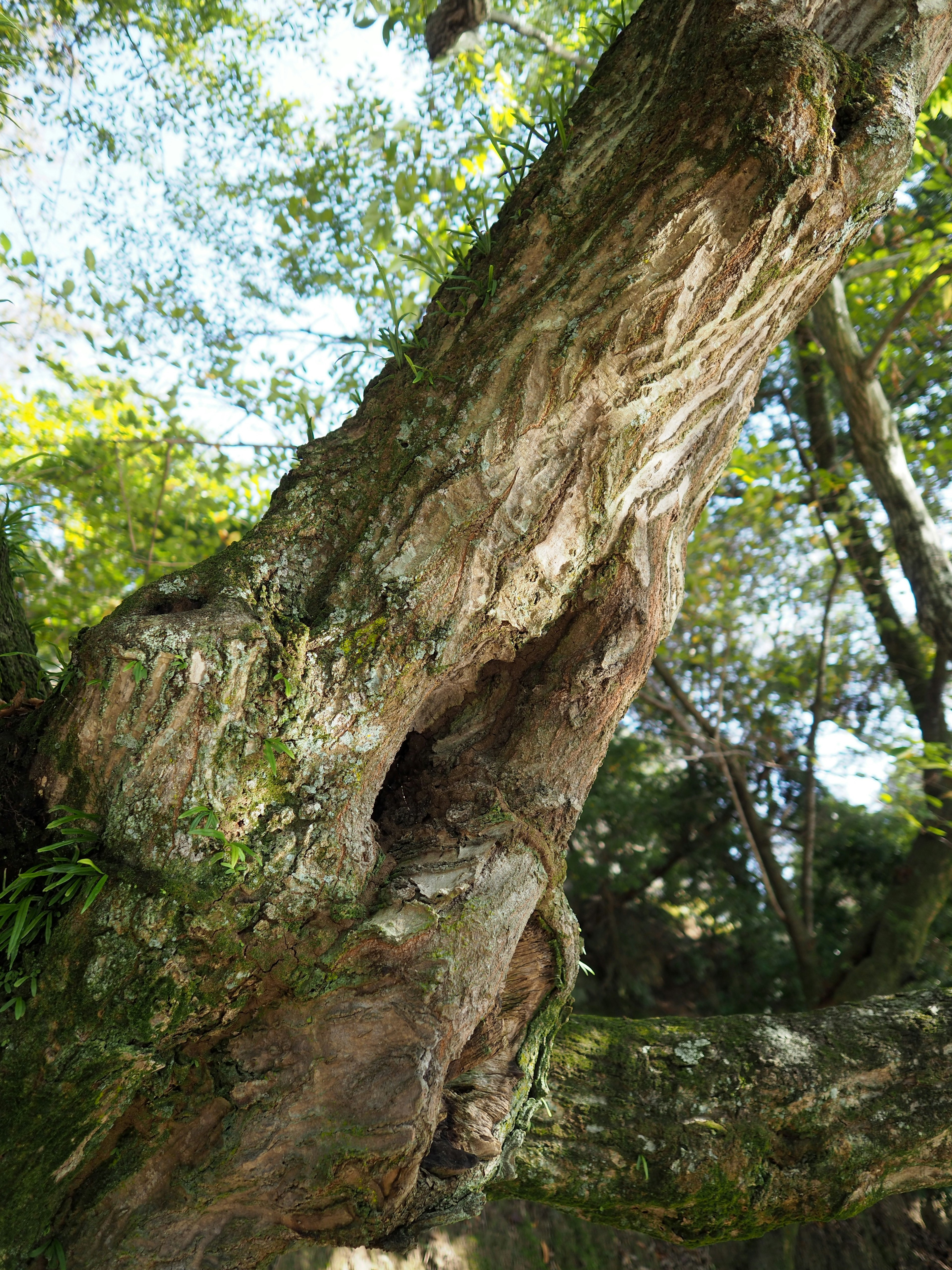 木の幹の特徴的な形状と質感を強調した画像