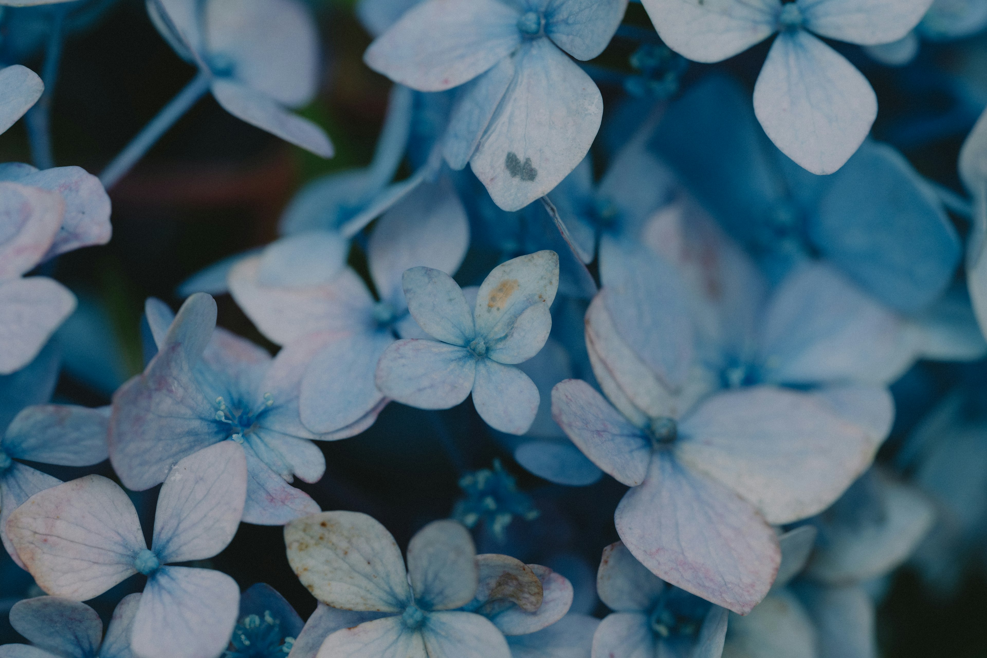 Pemandangan dekat bunga hortensia biru dengan kelopak pastel lembut