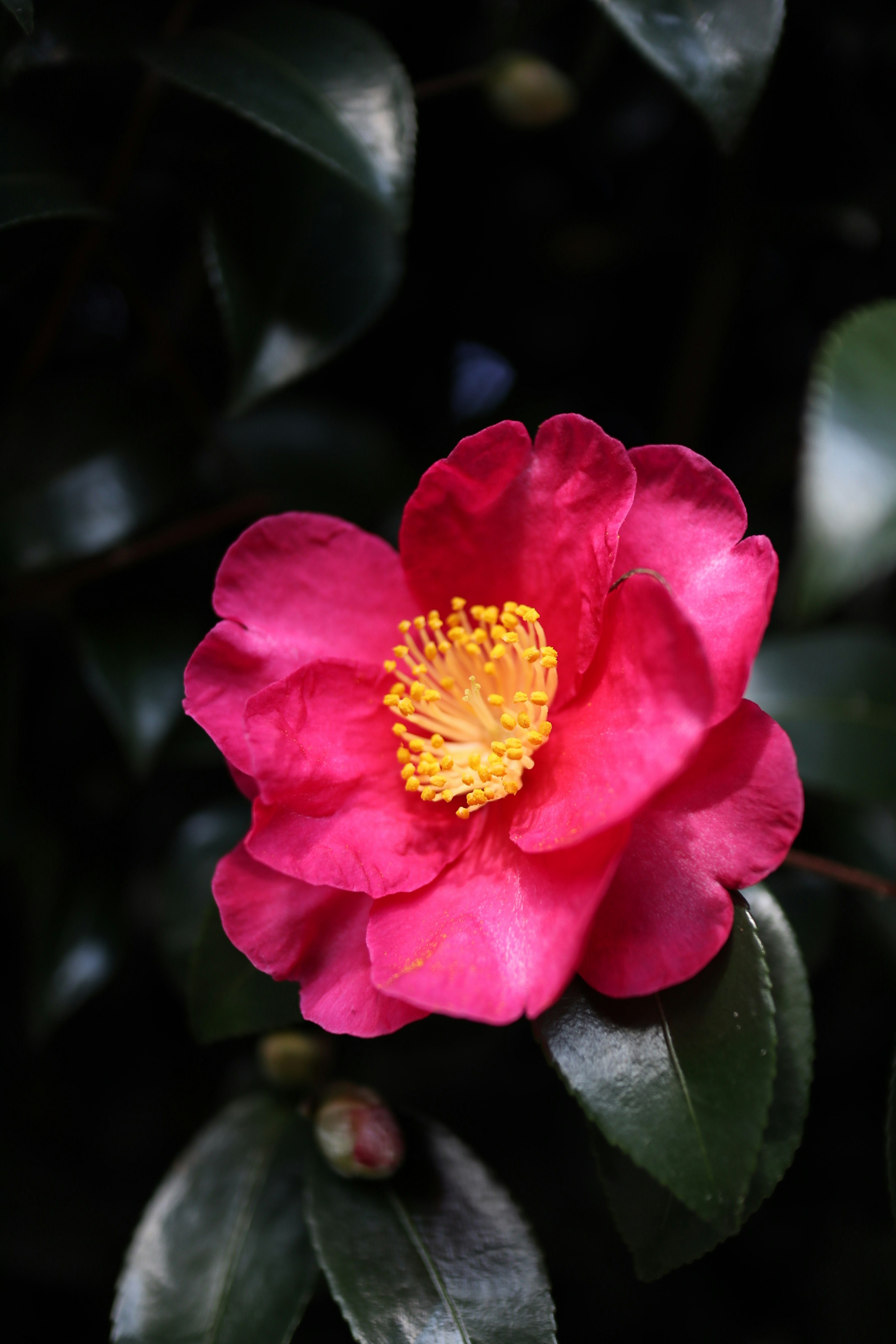 Vibrant pink camellia flower with yellow stamens