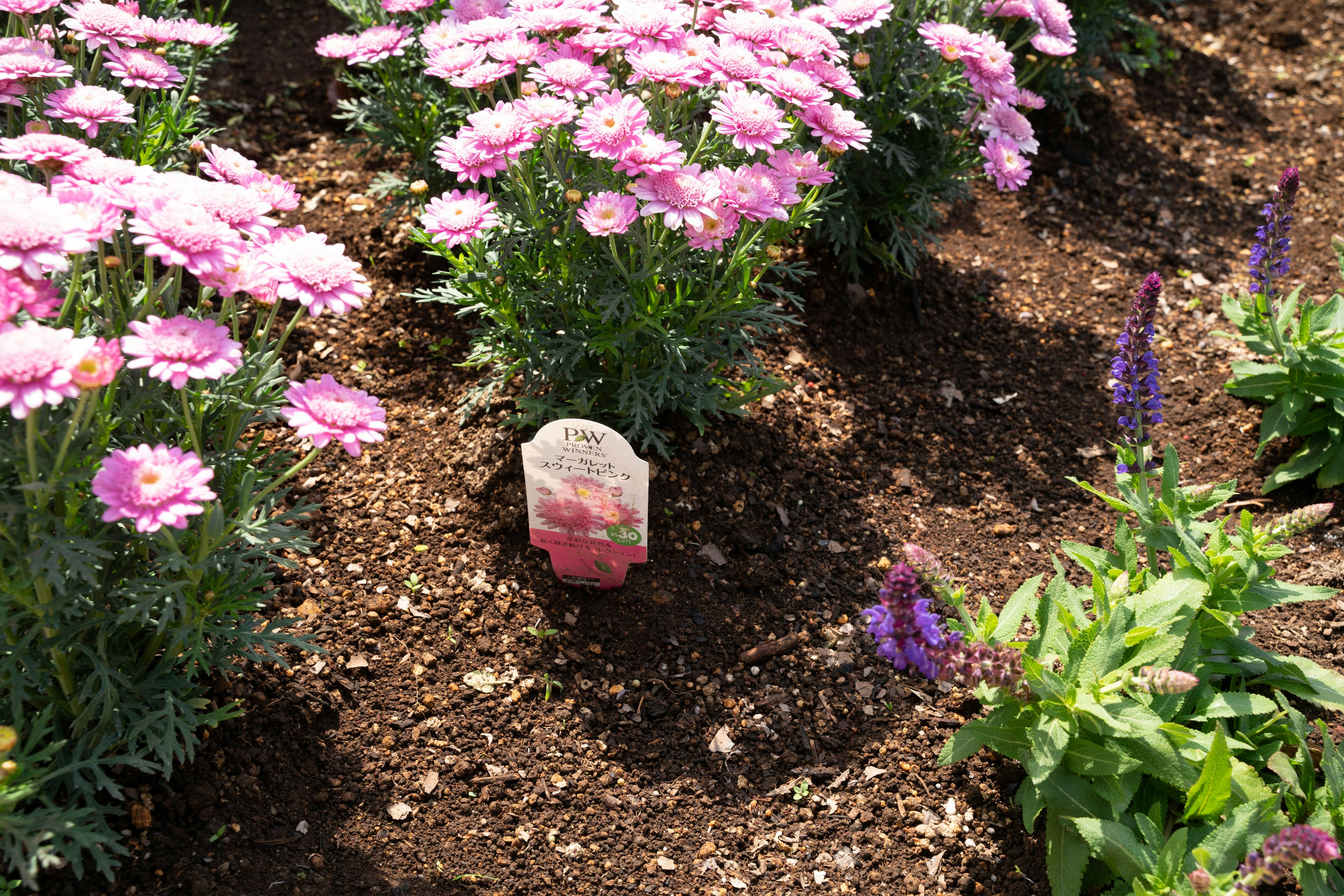 Pierre colorée placée parmi des fleurs roses dans un jardin