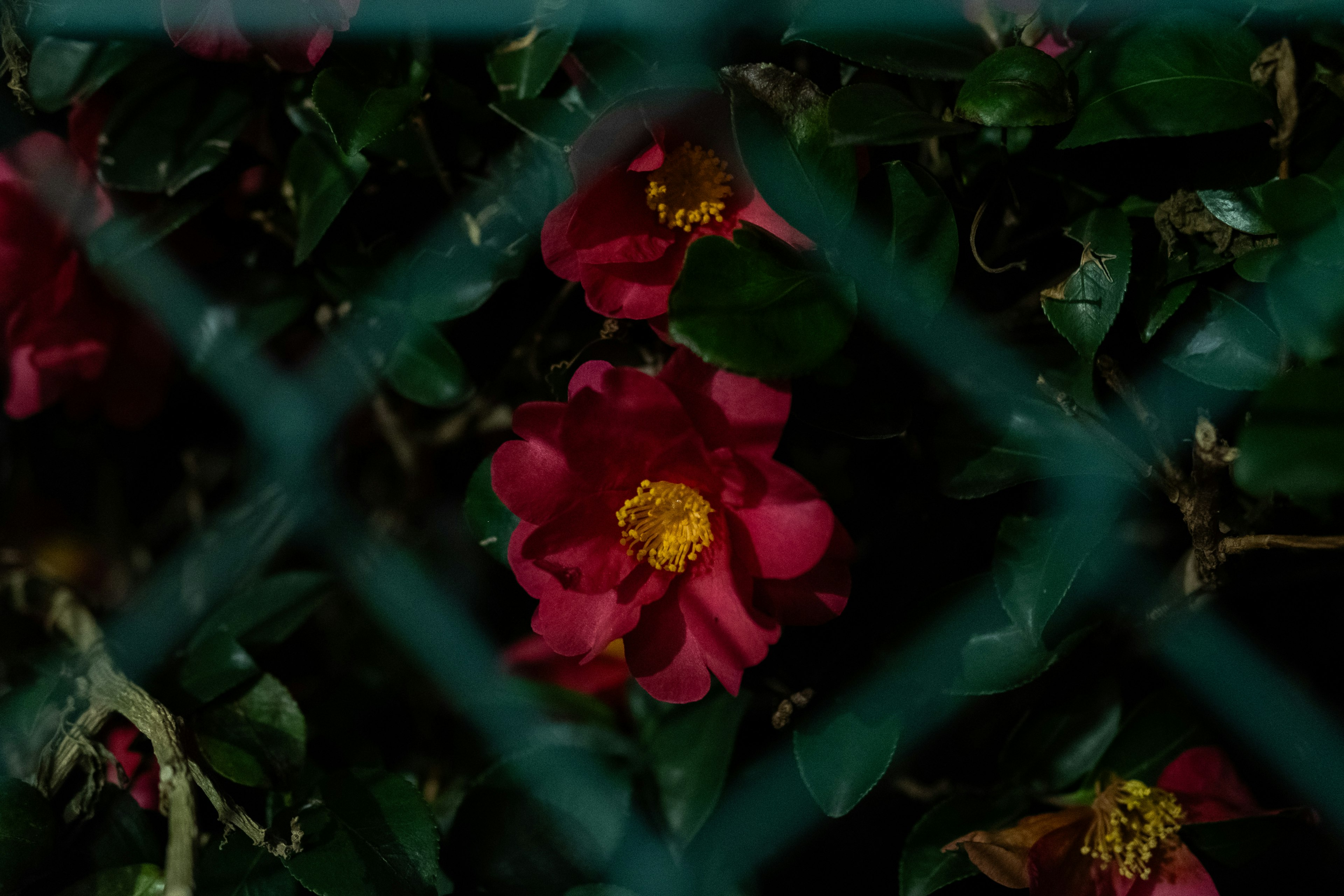 Red flowers and green leaves seen through a green fence