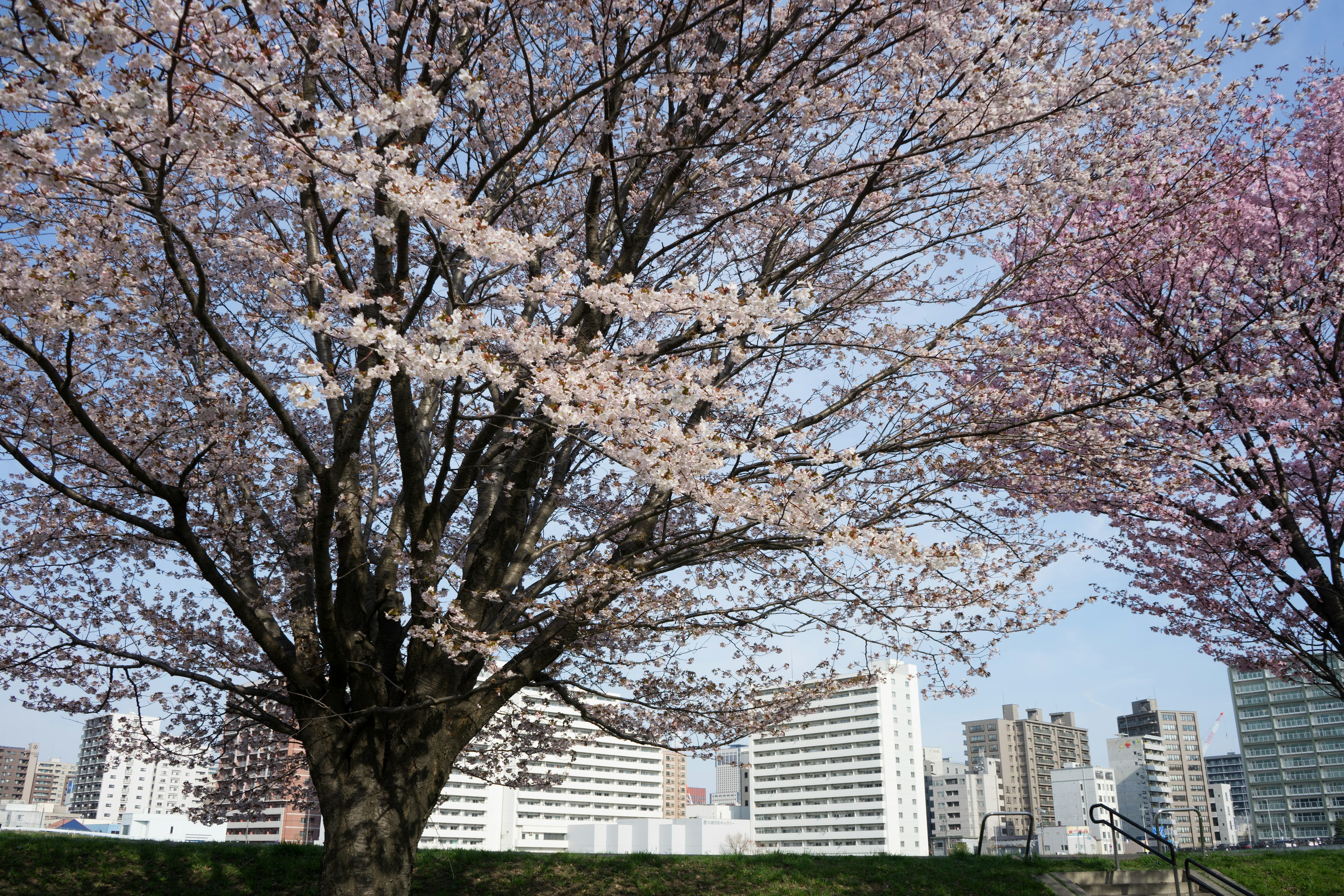 Kirschbaum in einer Stadtlandschaft