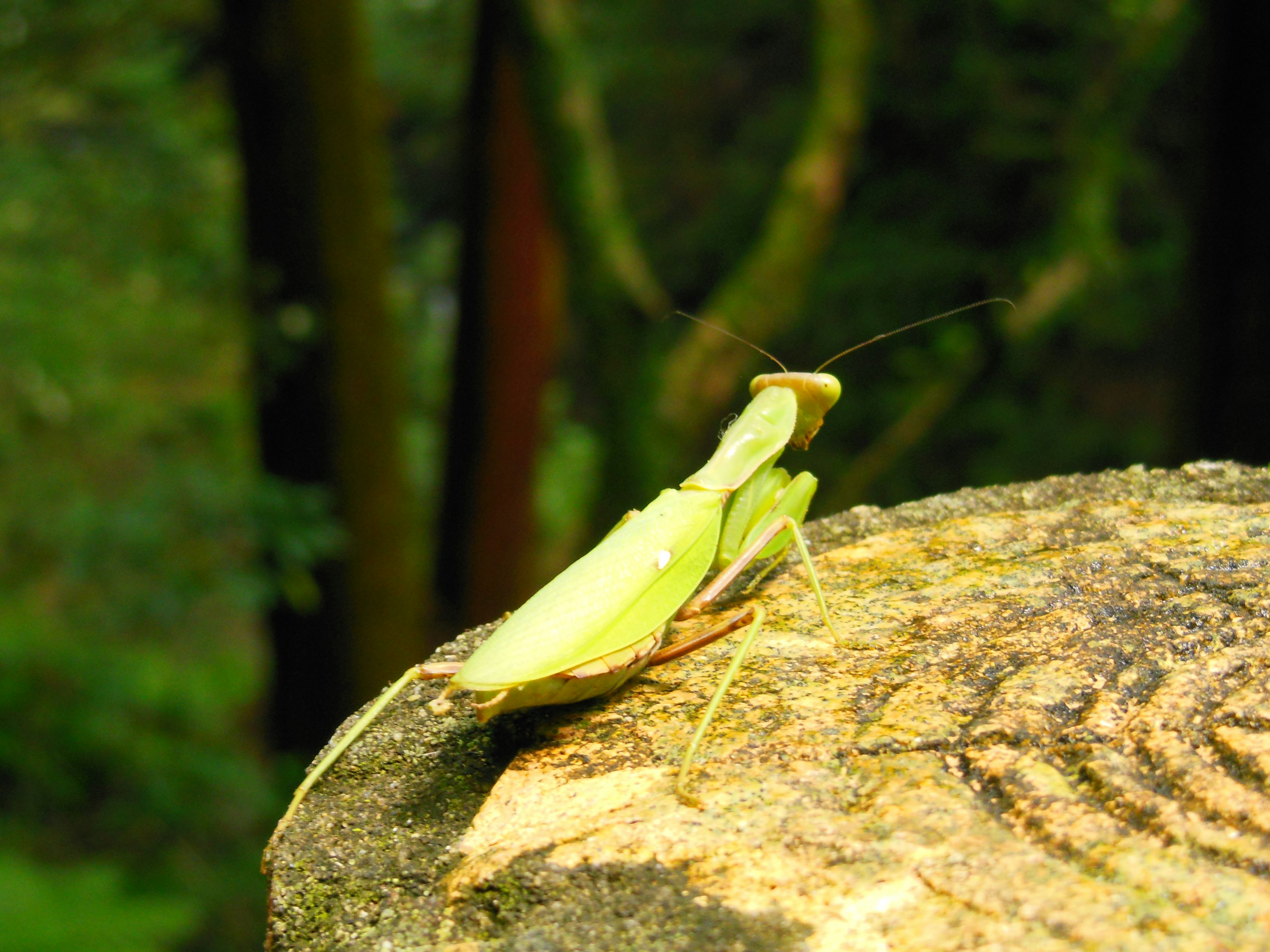 Cavalletta verde posata su un ceppo d'albero con uno sfondo naturale