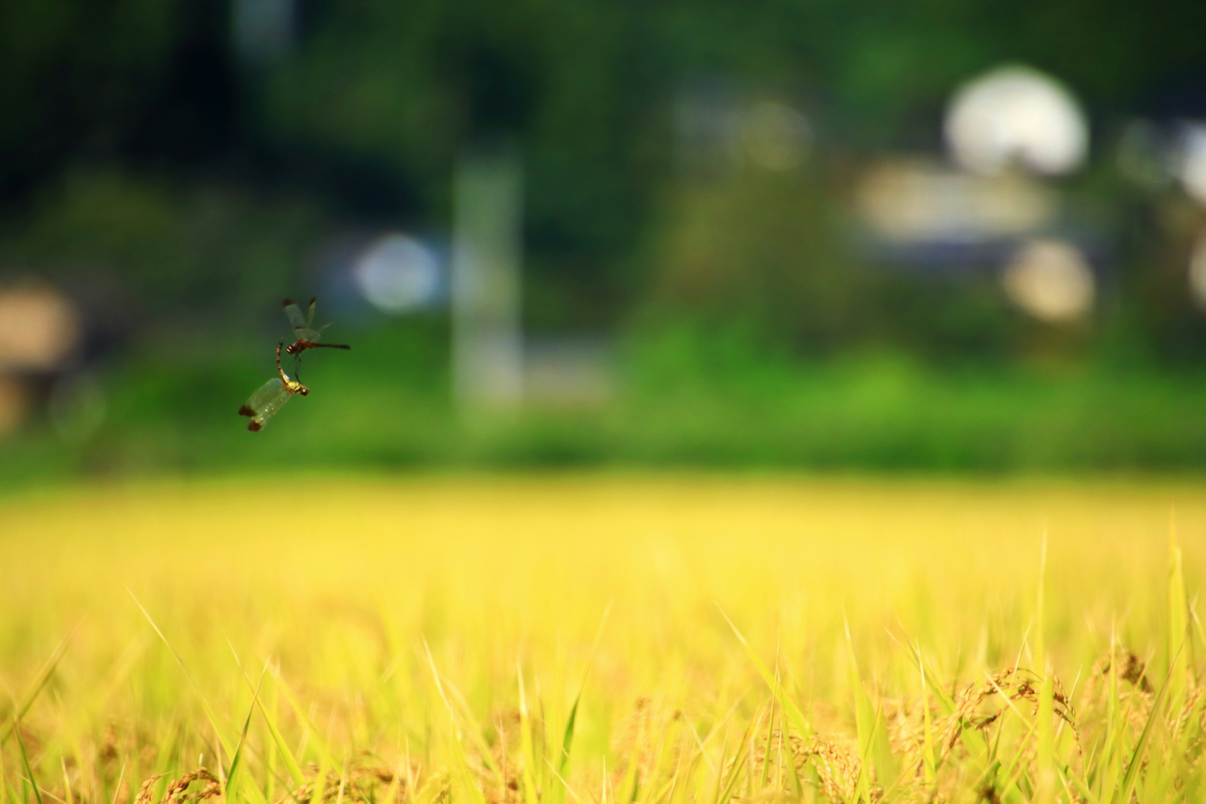 緑の背景に広がる黄金色の稲穂と飛ぶ昆虫の風景