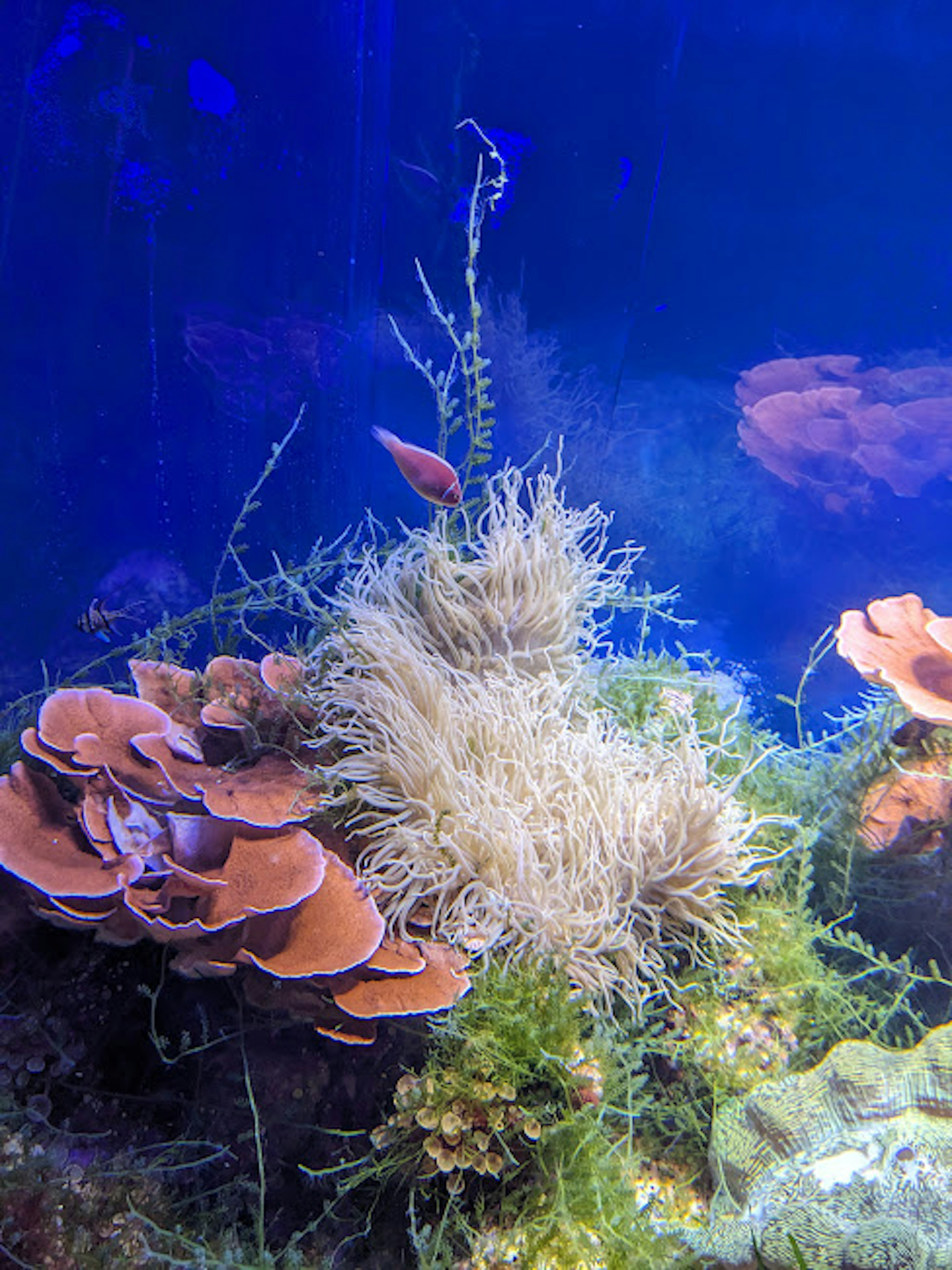 Scène sous-marine avec des coraux colorés et des algues dans une eau bleue