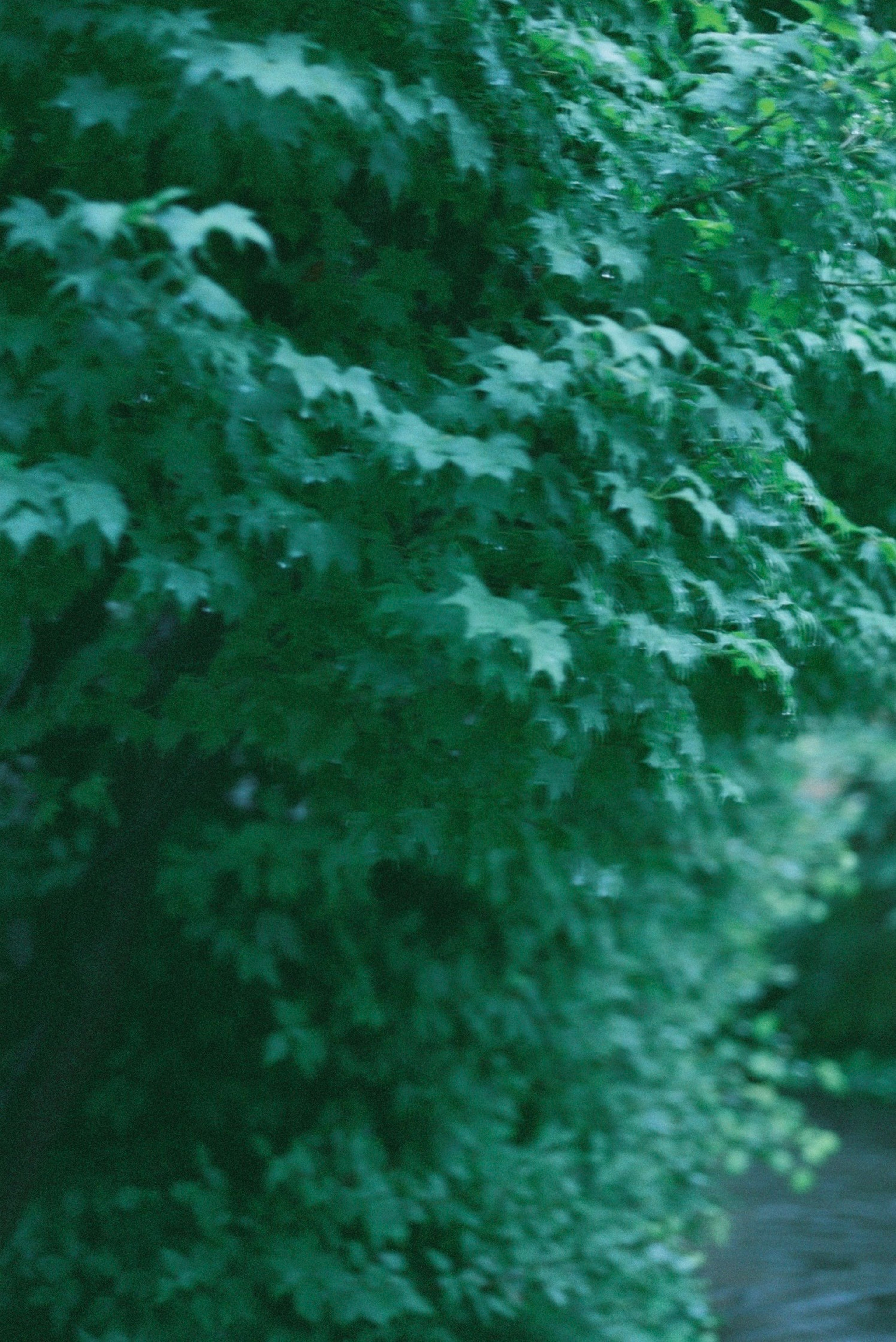 Close-up of lush green leaves on a plant