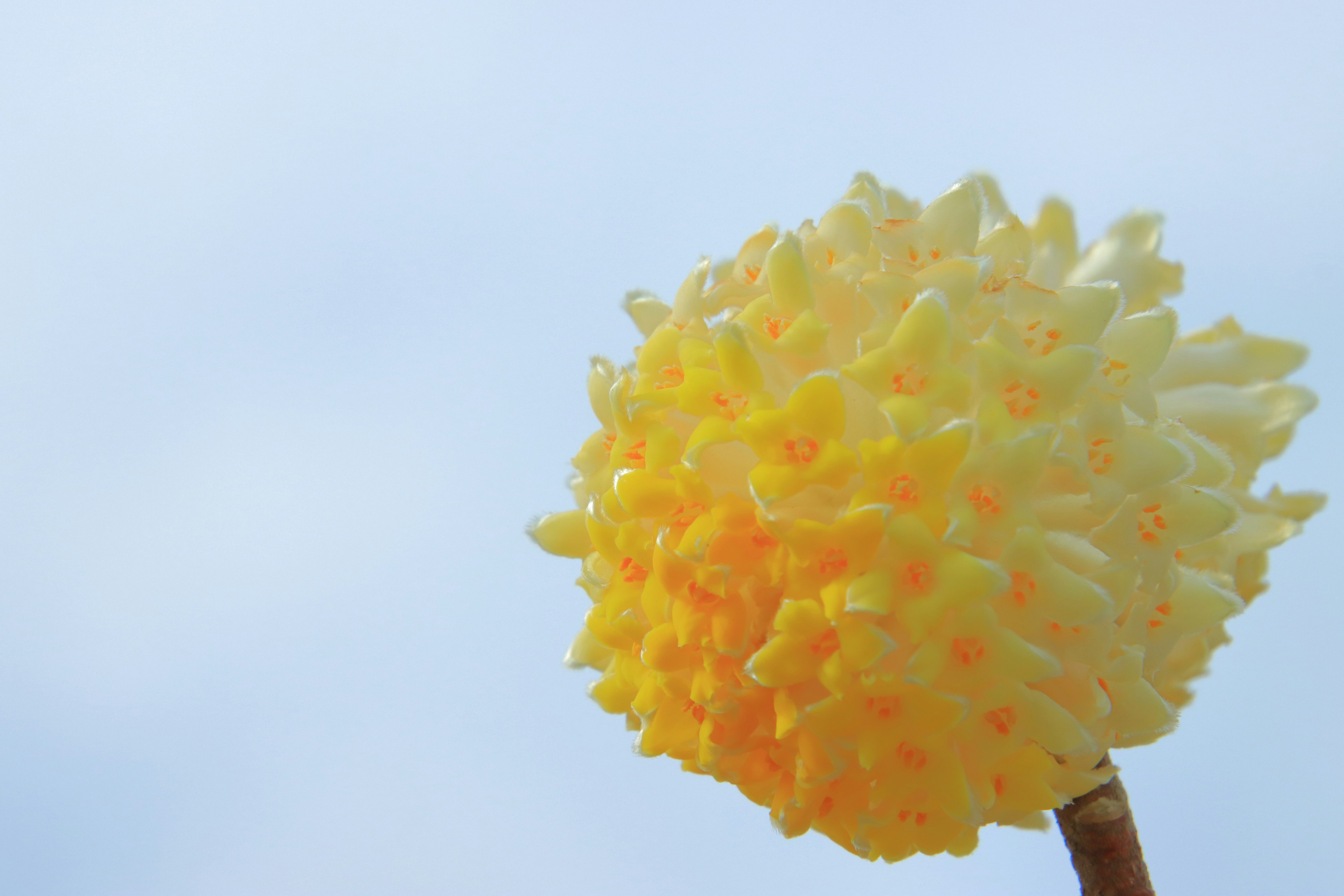 Acercamiento de una flor amarilla contra un cielo azul