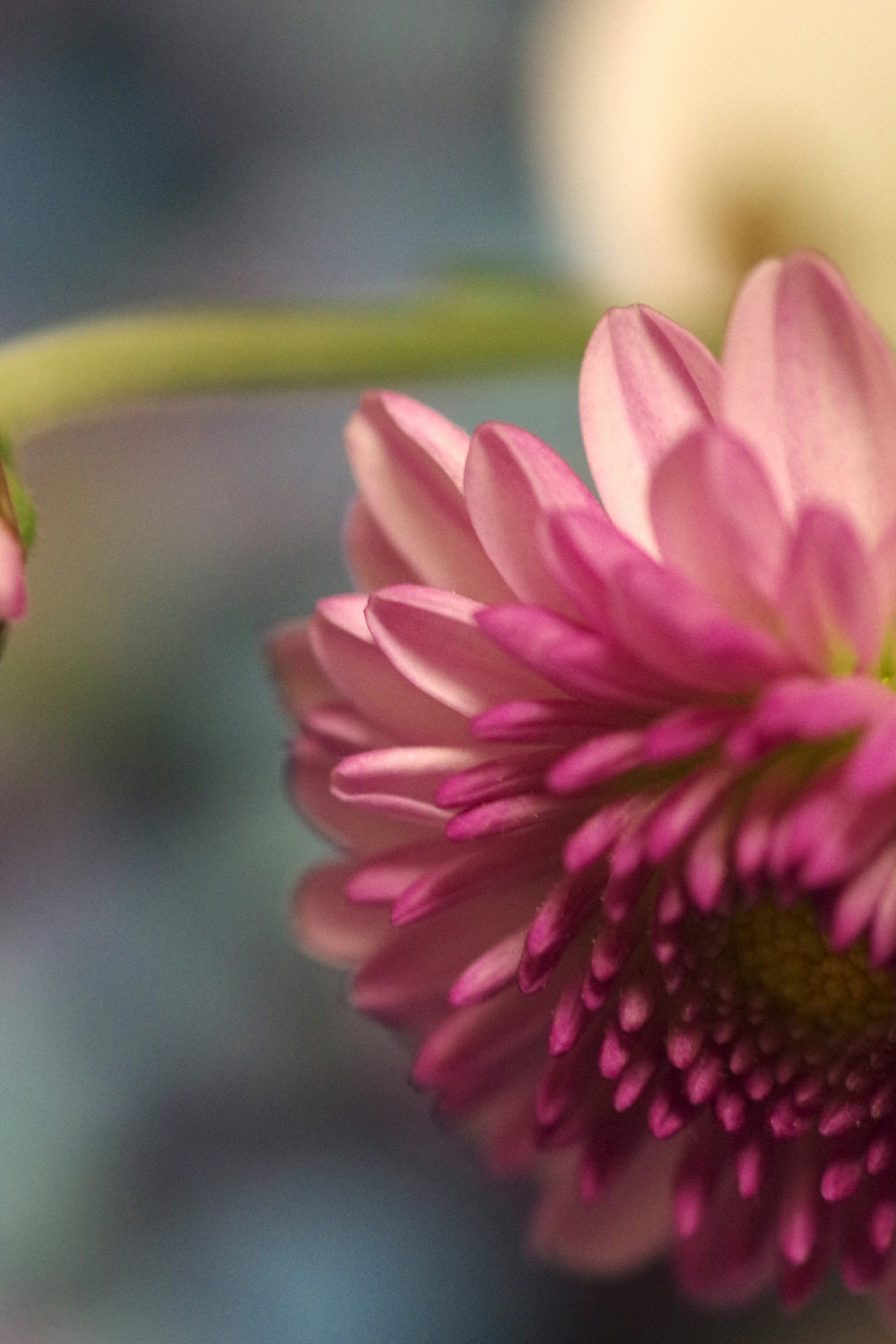 Foto close-up bunga daisy merah muda dengan kelopak lembut