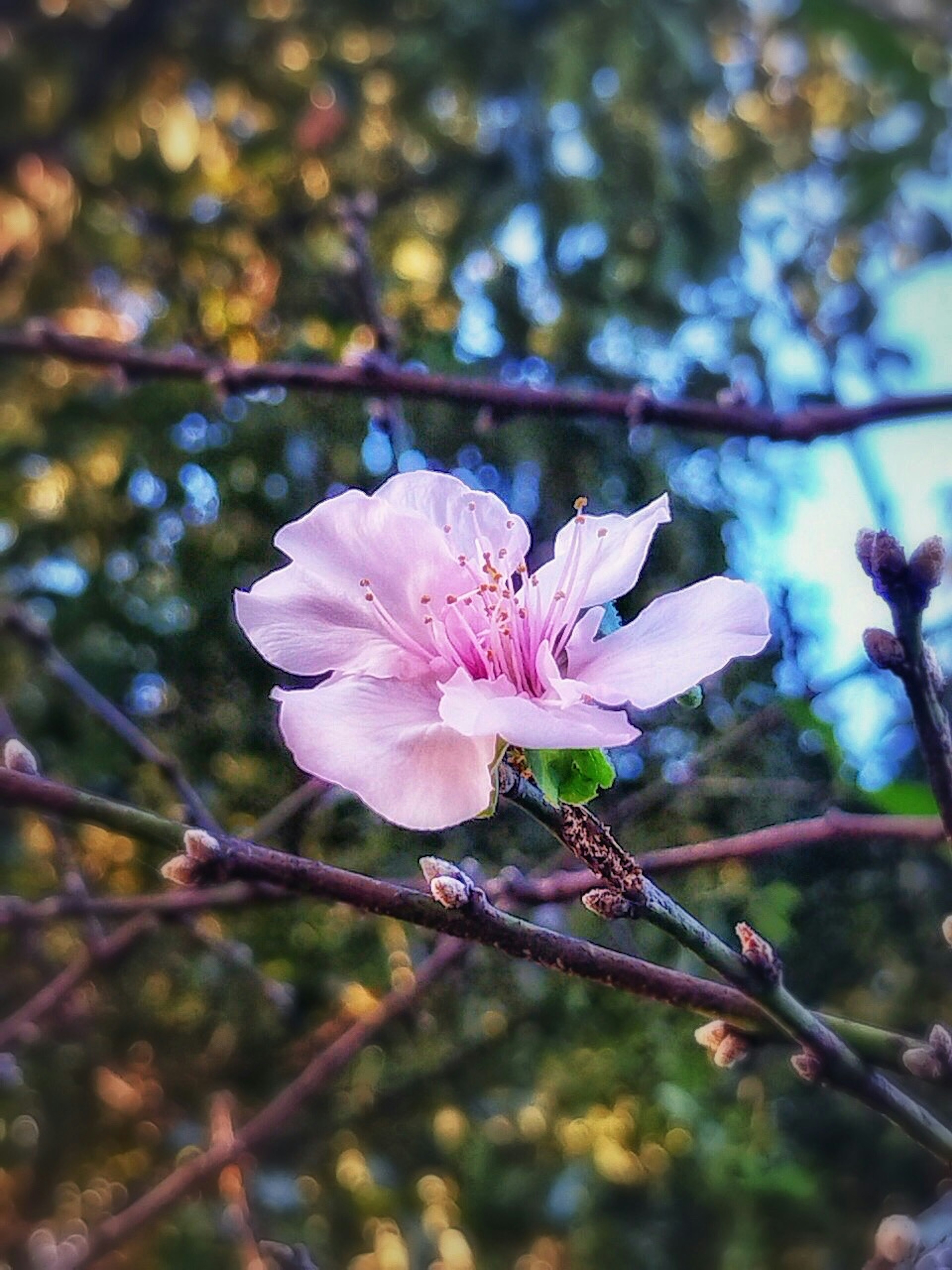 淡いピンクの花が木の枝に咲いている背景には緑の葉とぼんやりした色合いの景色が広がる