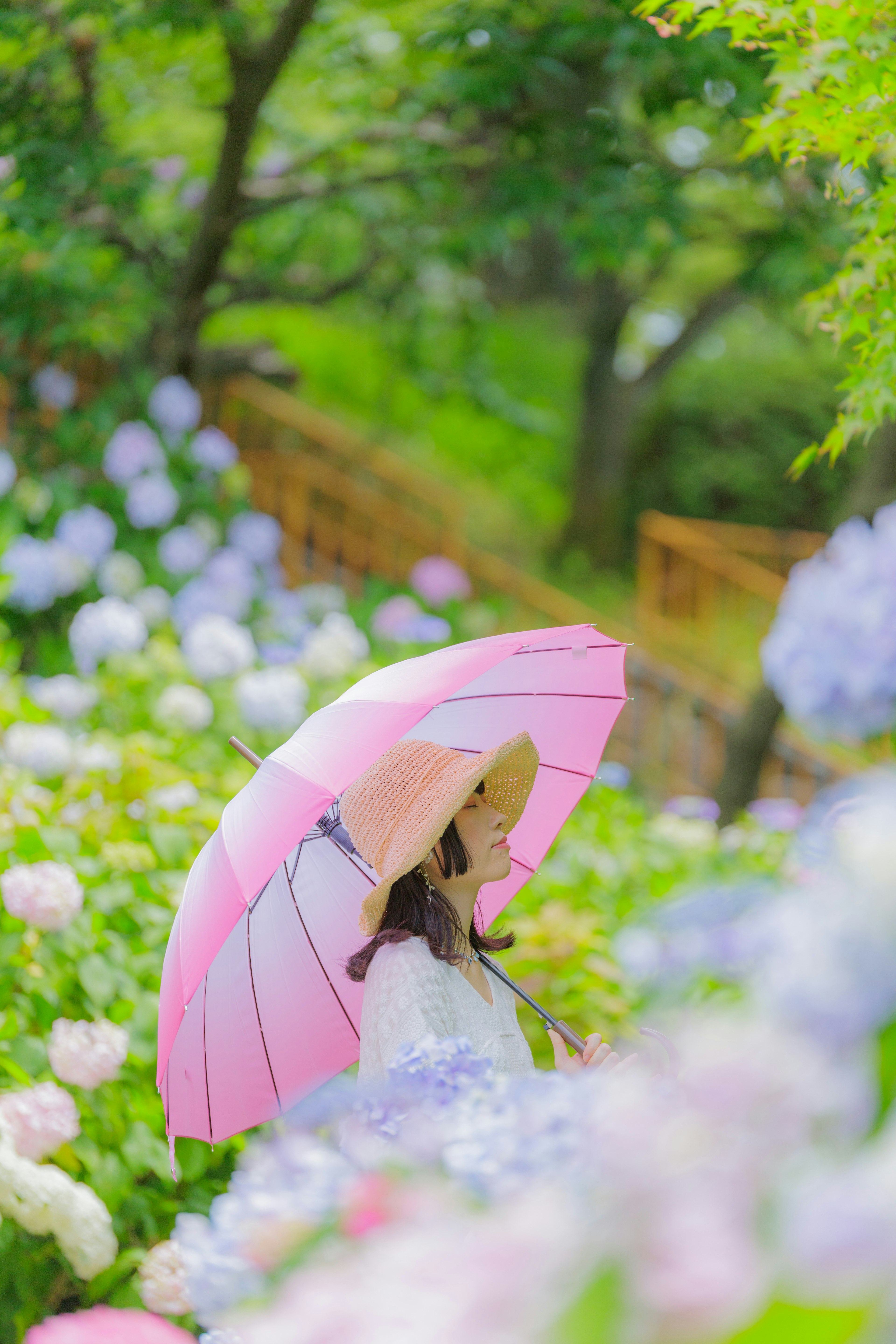 紫陽花の花に囲まれた女性がピンクの傘を持っている