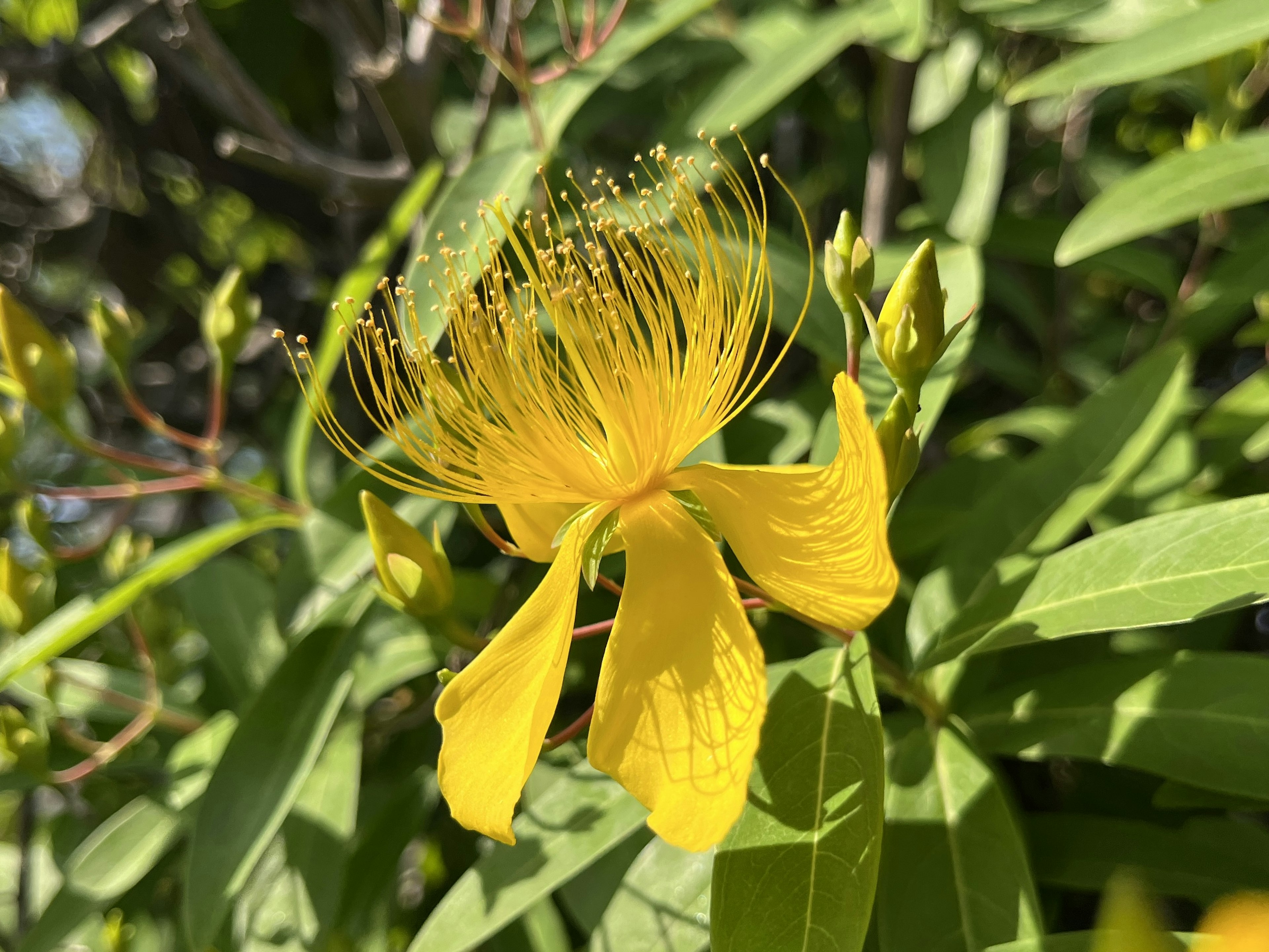 Fiore giallo vivace circondato da foglie verdi