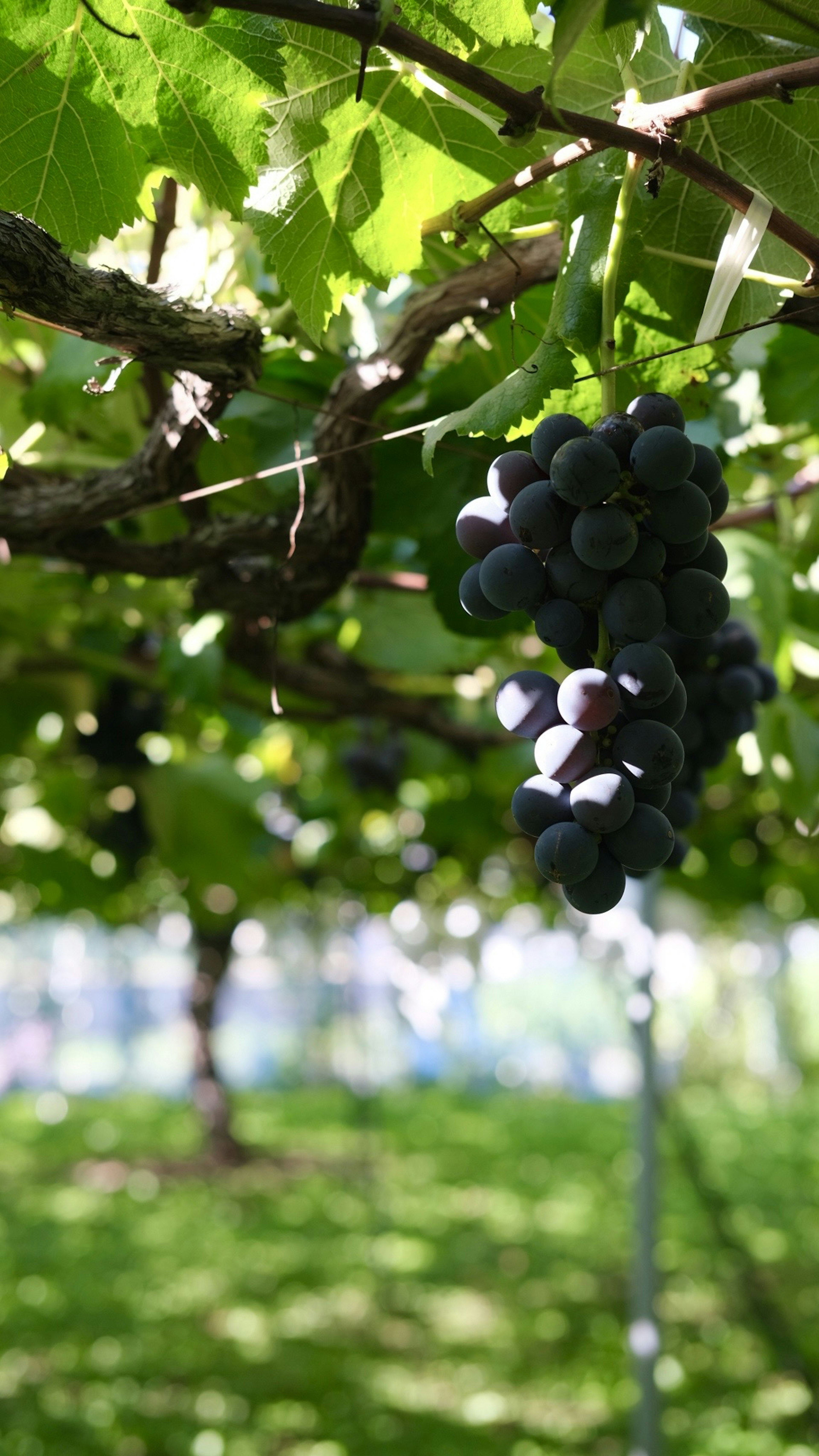 Ein Traubenbündel hängt zwischen grünen Blättern in einem Weinberg