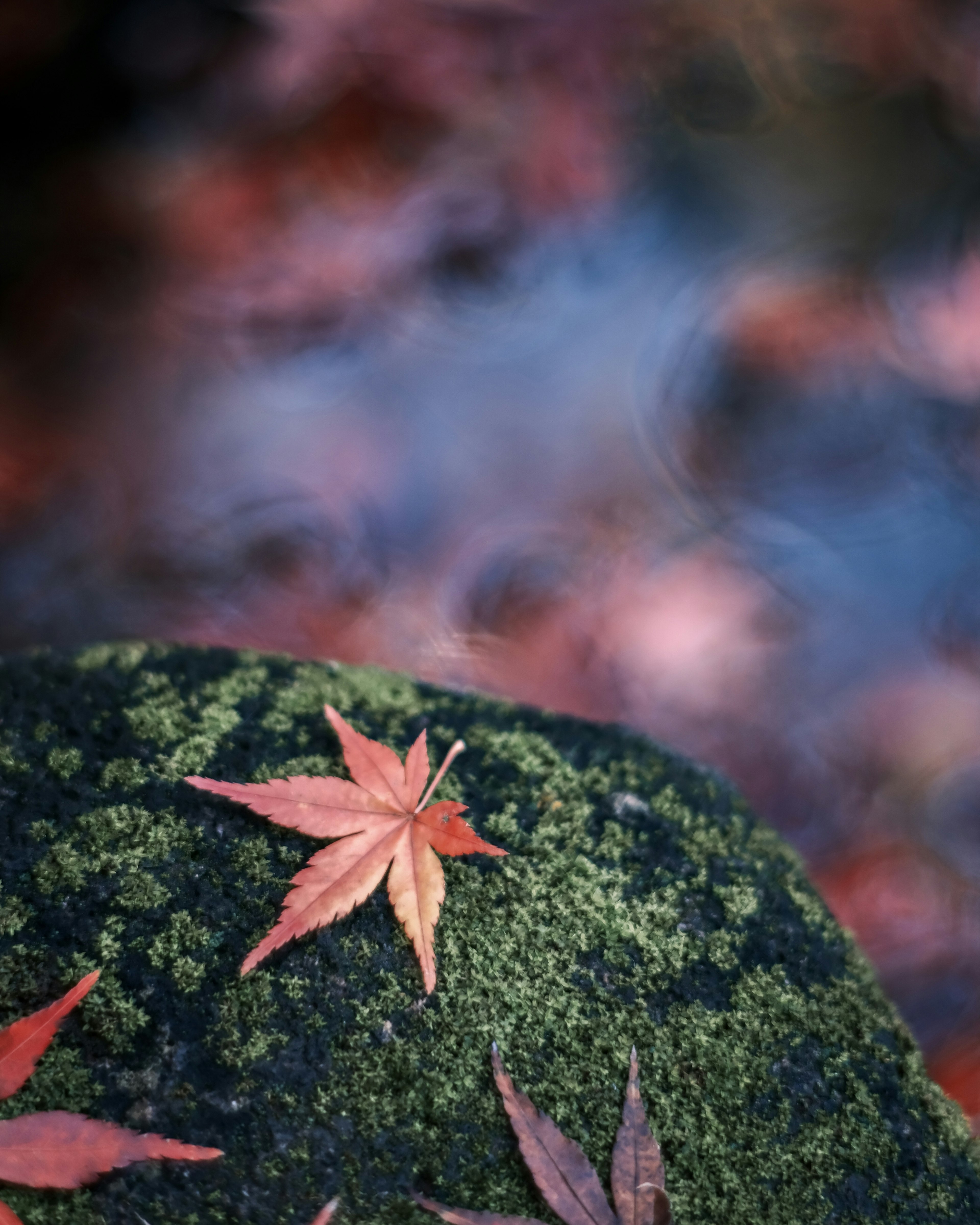 Red maple leaves on green moss with a blurred water background