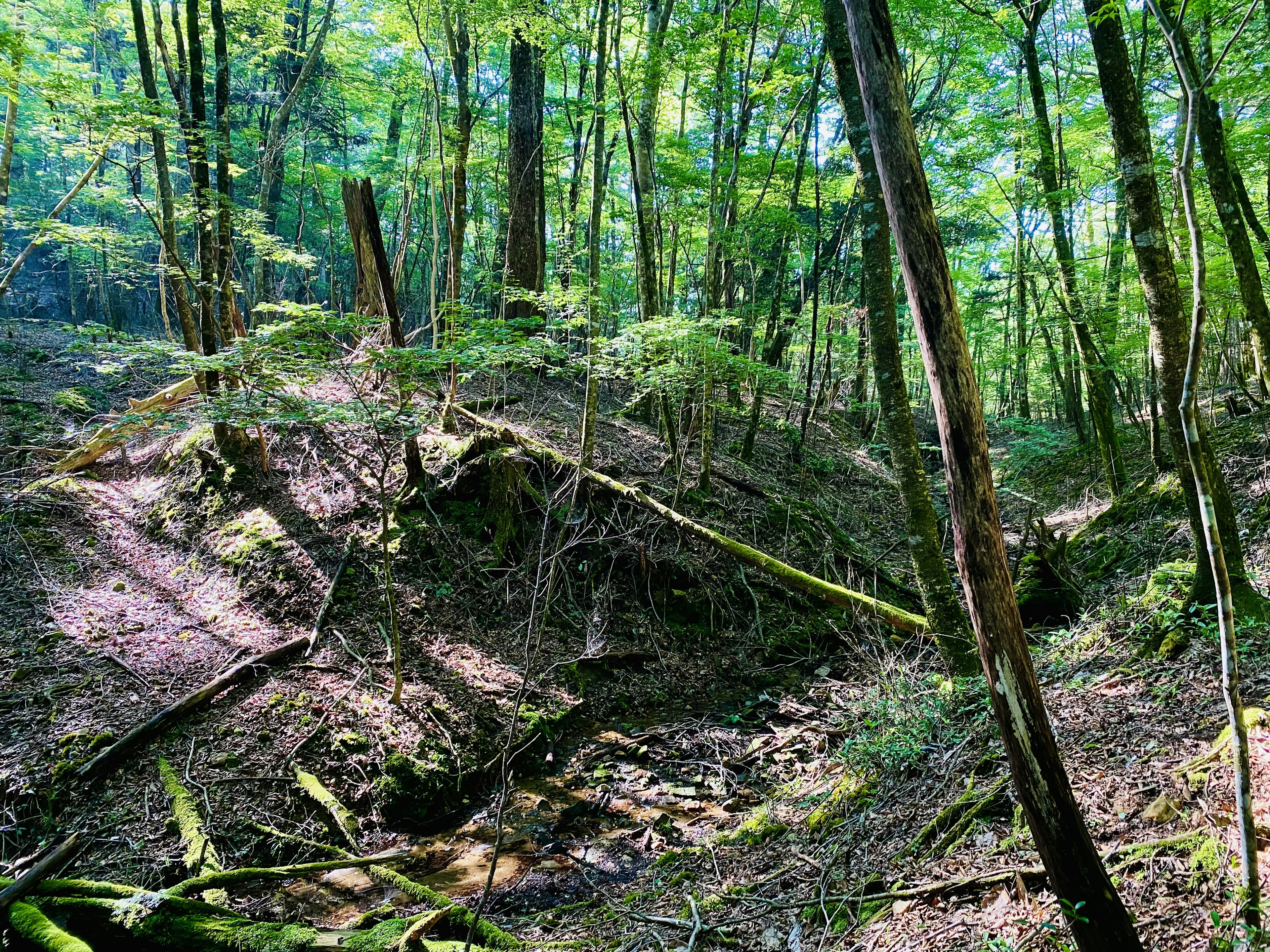 Escena forestal exuberante con un sendero y árboles caídos