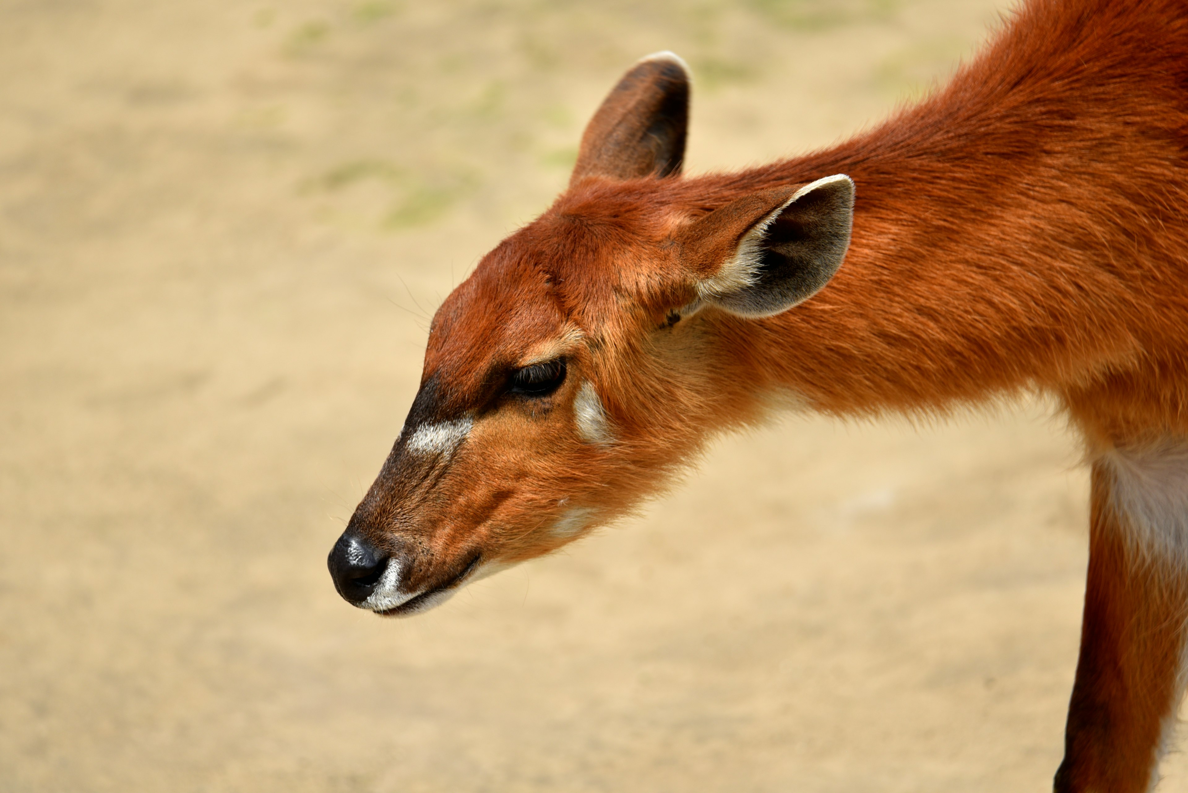 Profile view of a reddish-brown animal with prominent ears