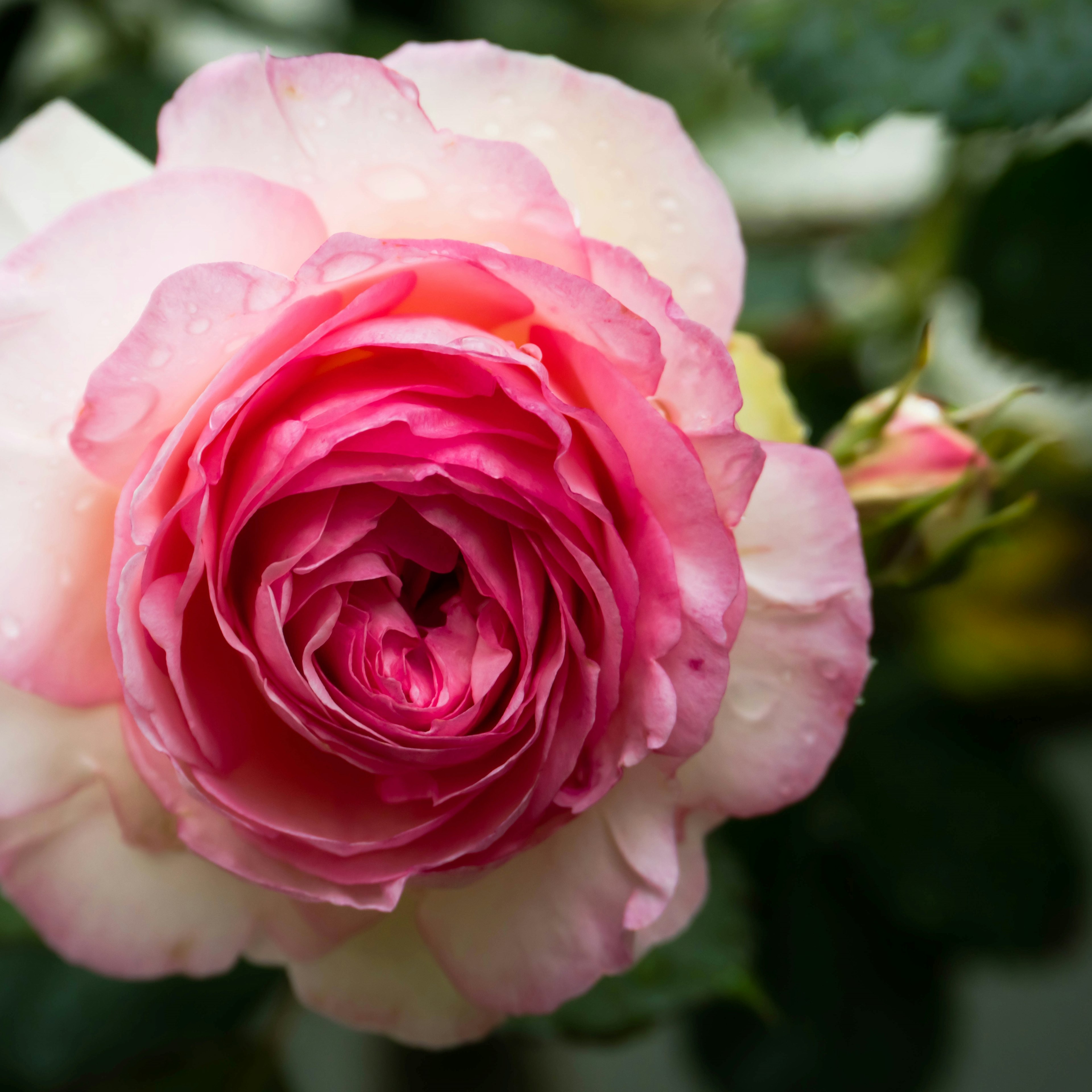 A beautiful pink rose flower in bloom