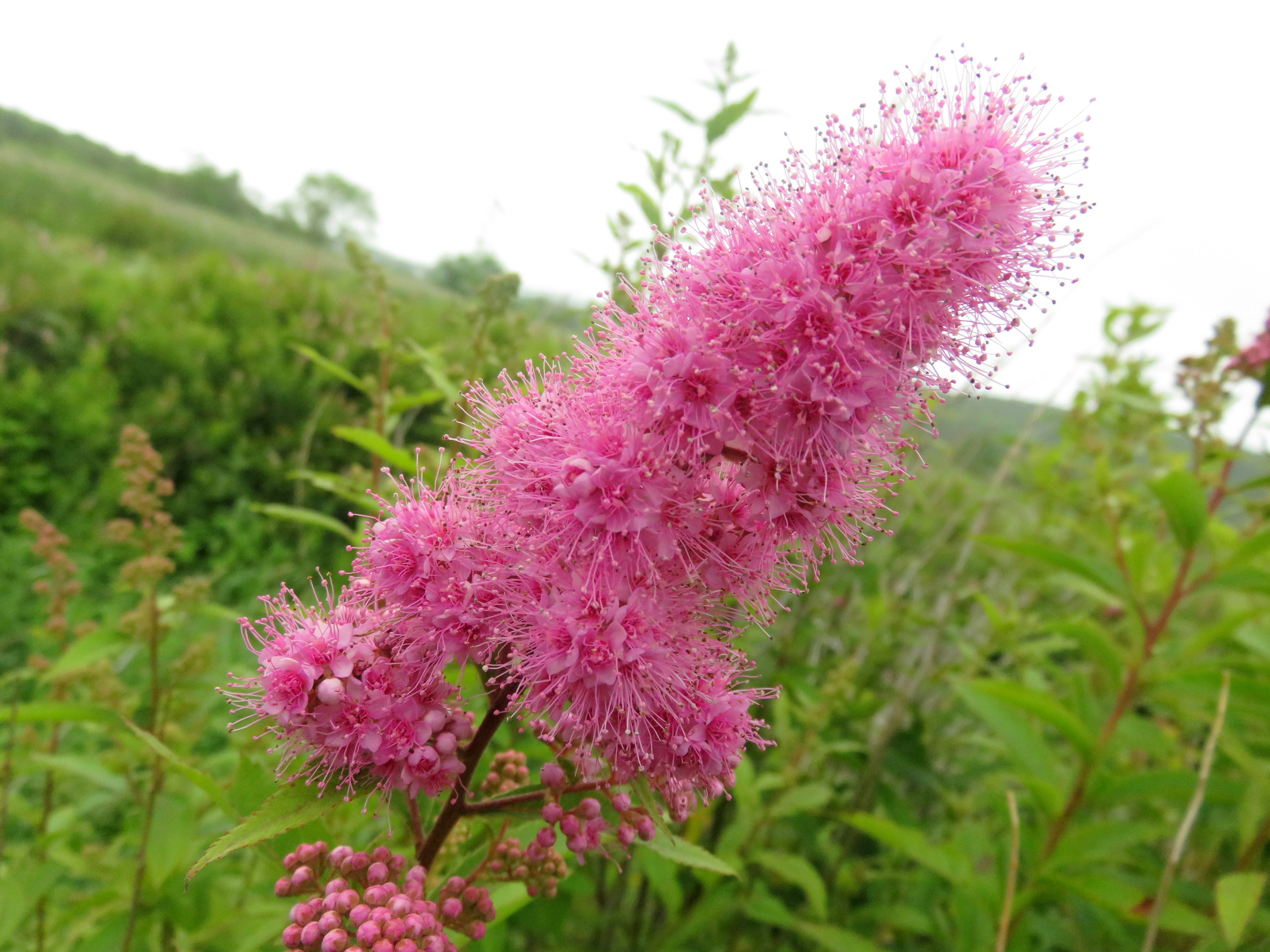 Una flor rosa vibrante con texturas esponjosas en un entorno natural