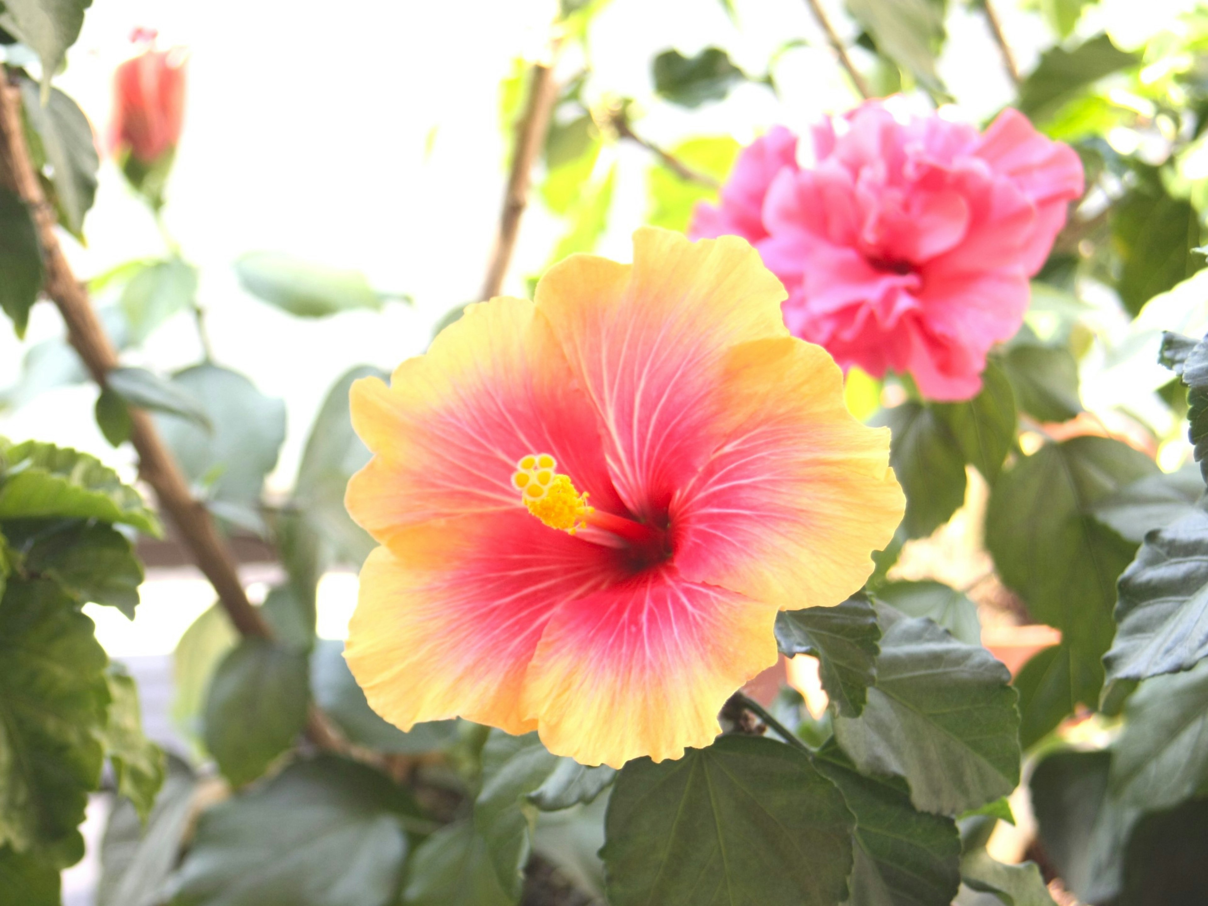 Bunga hibiscus dengan gradasi kuning ke merah muda yang cerah mekar di antara daun hijau