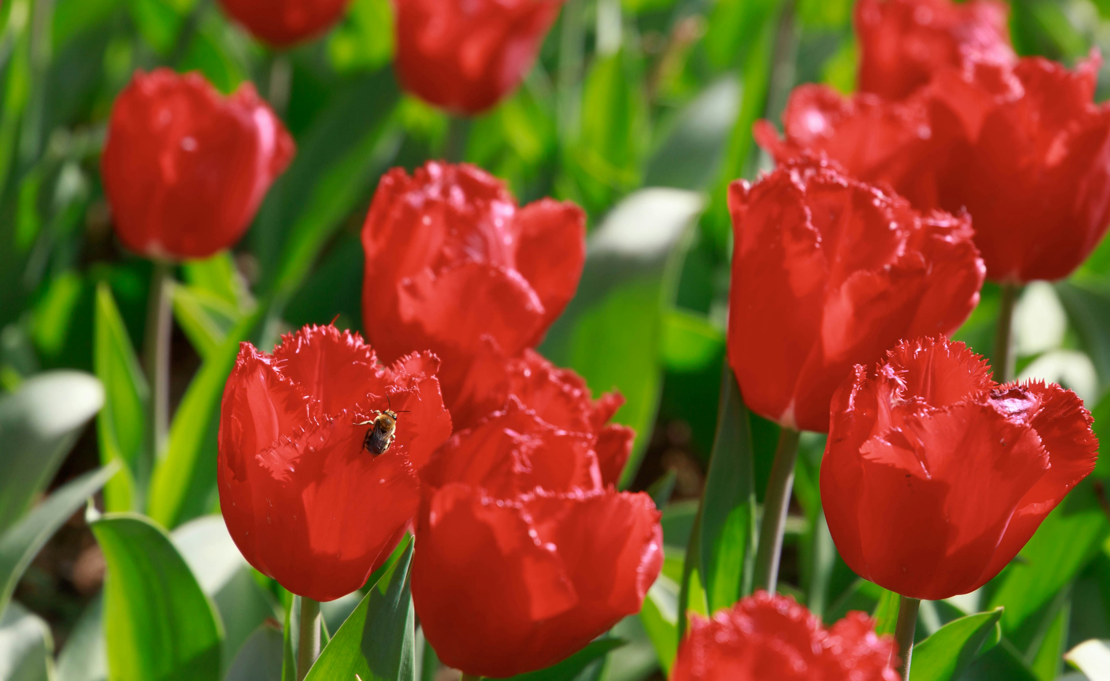 Red tulip flowers blooming among green leaves