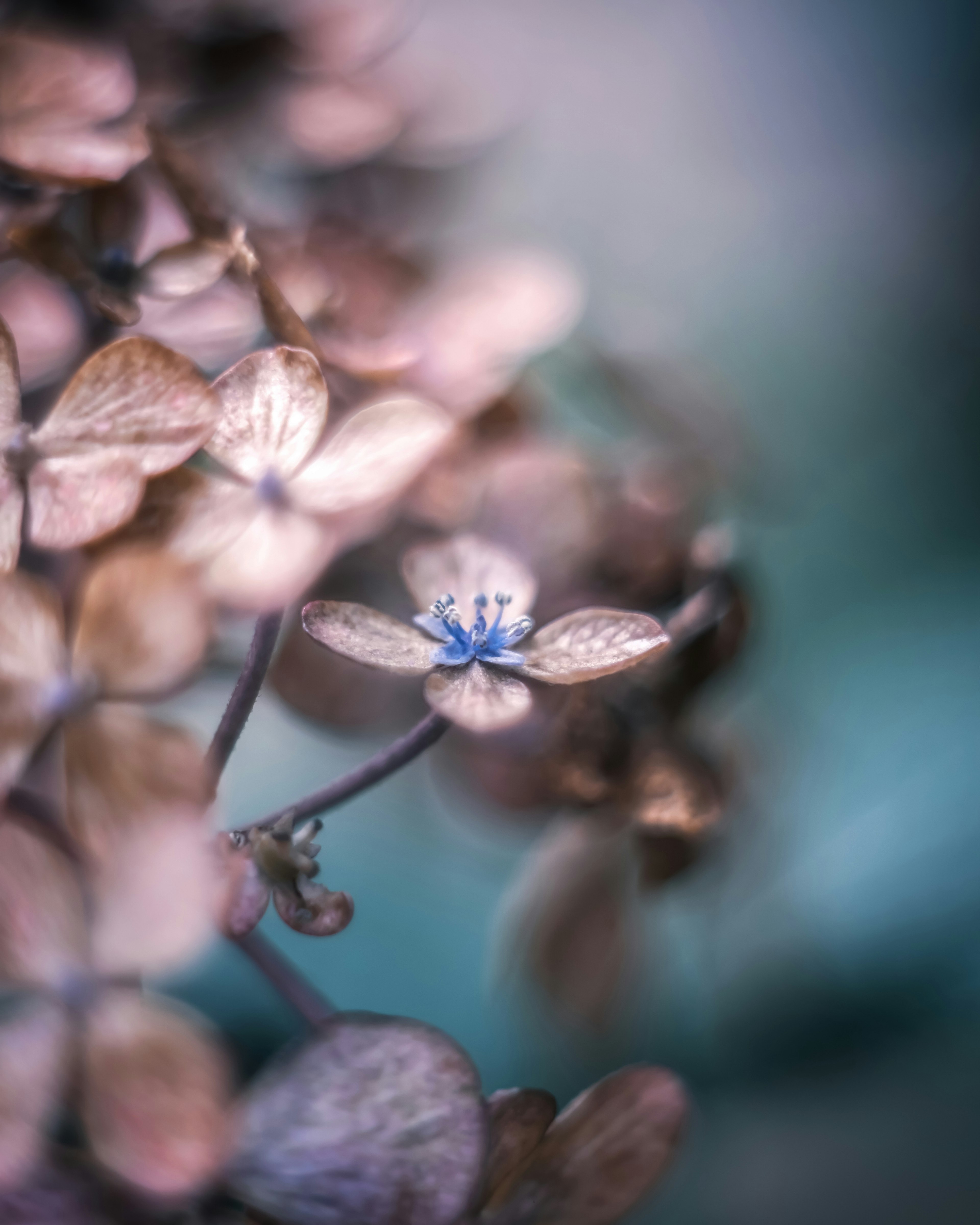 Une fleur aux couleurs douces avec un centre bleu flottant dans un arrière-plan flou