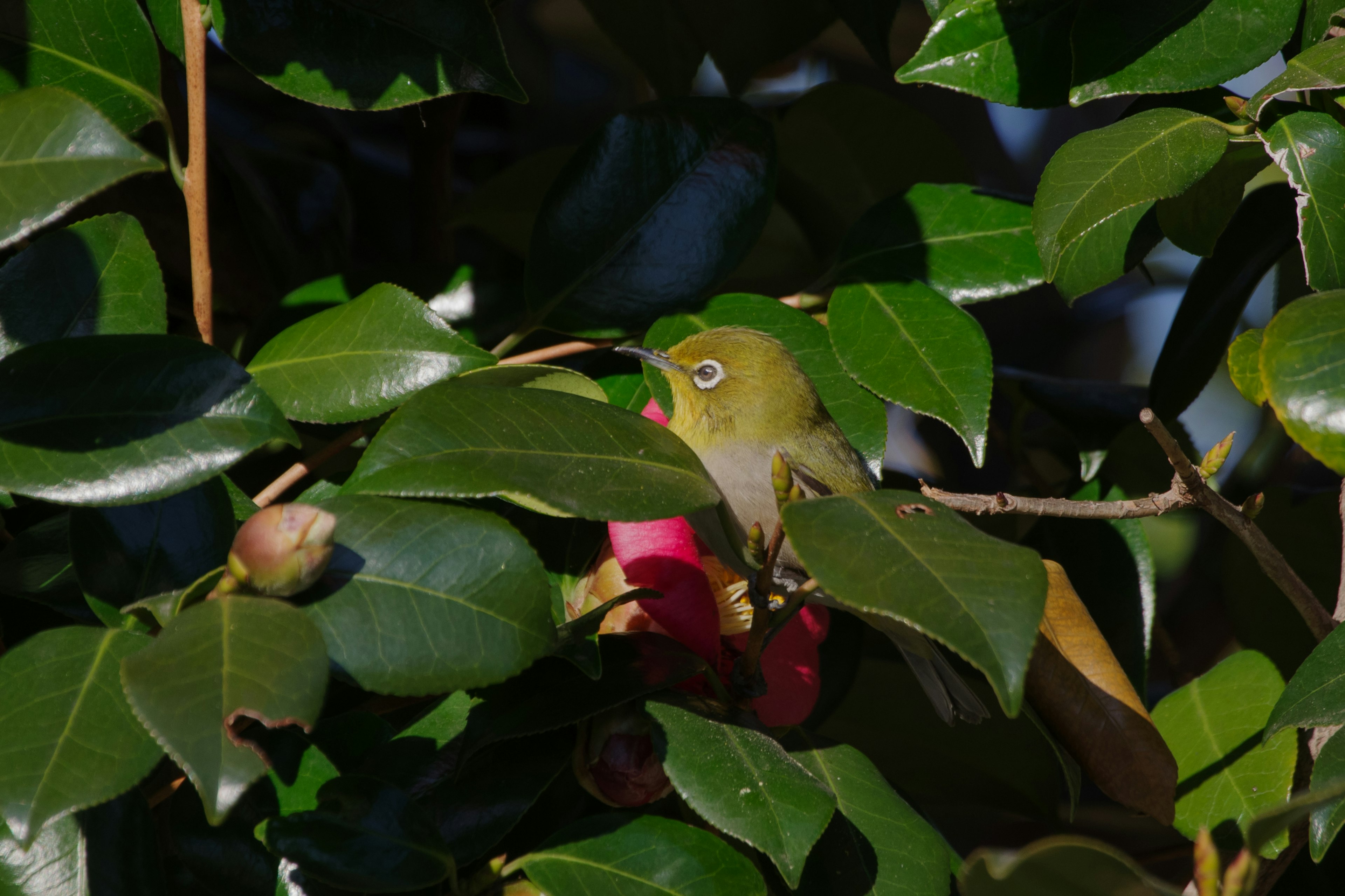 Seekor burung kecil tersembunyi di antara daun hijau dengan bunga merah muda