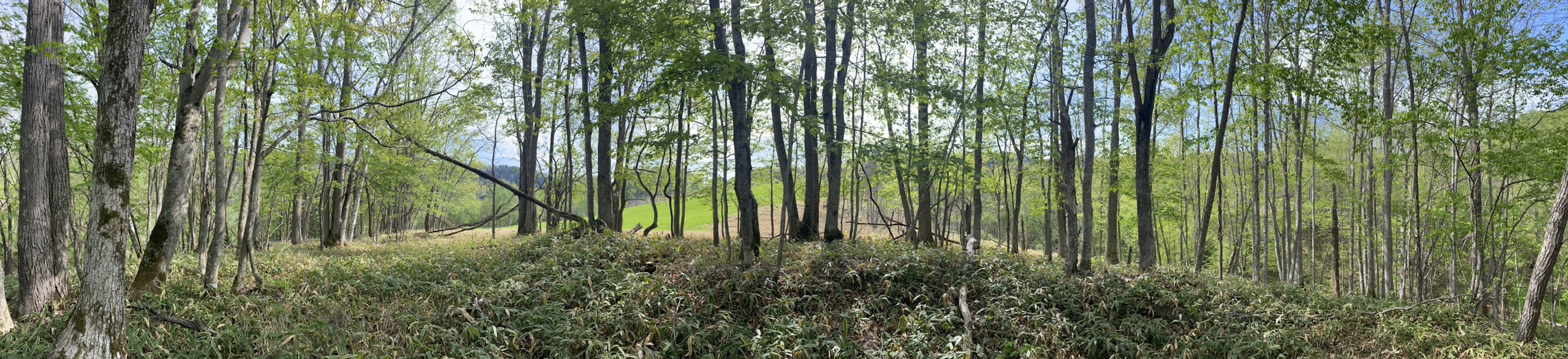 Scena di foresta lussureggiante con alberi e cielo blu