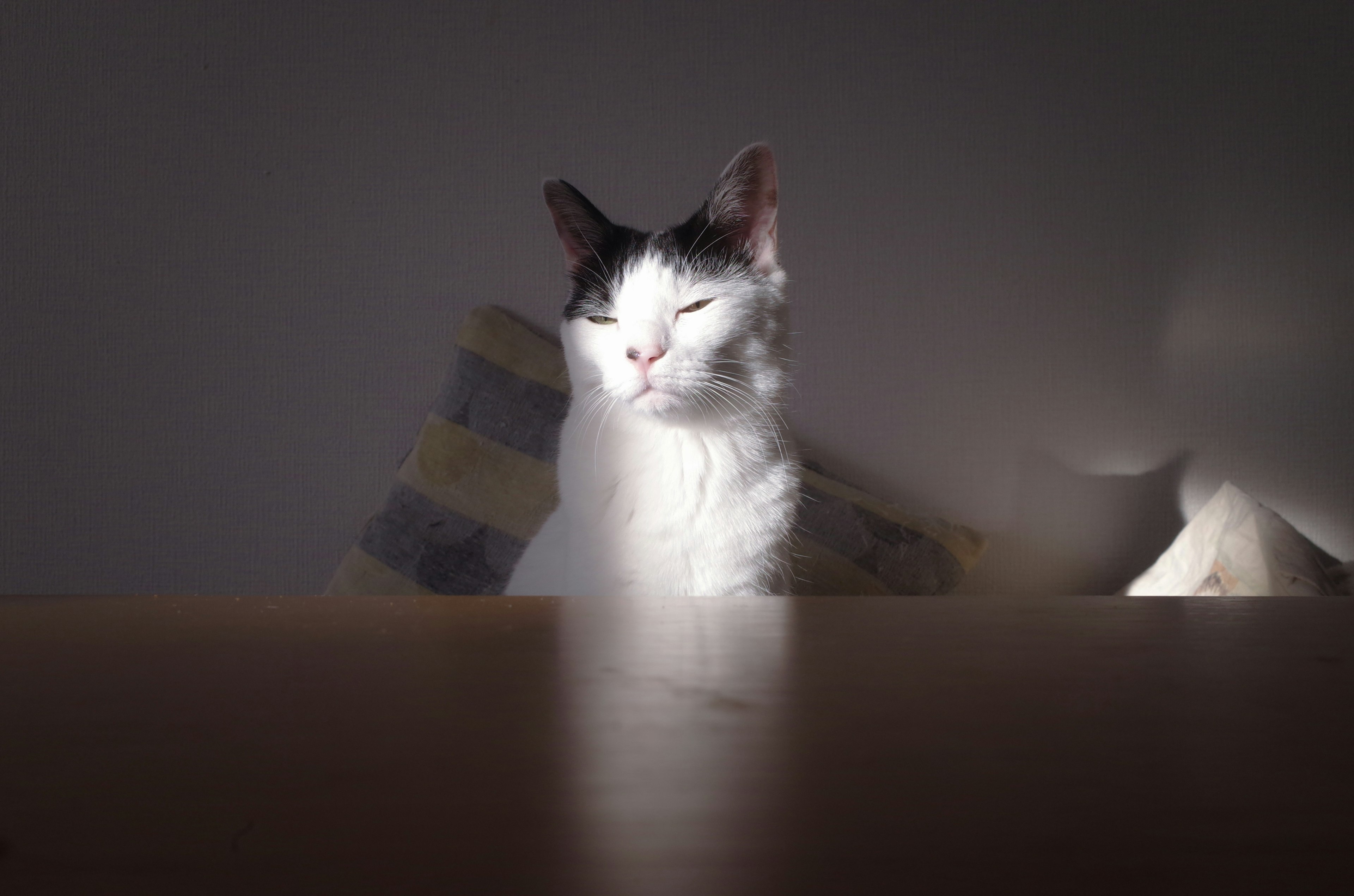 Eine schwarz-weiße Katze, die in hellem Licht zusammengekniffene Augen hat