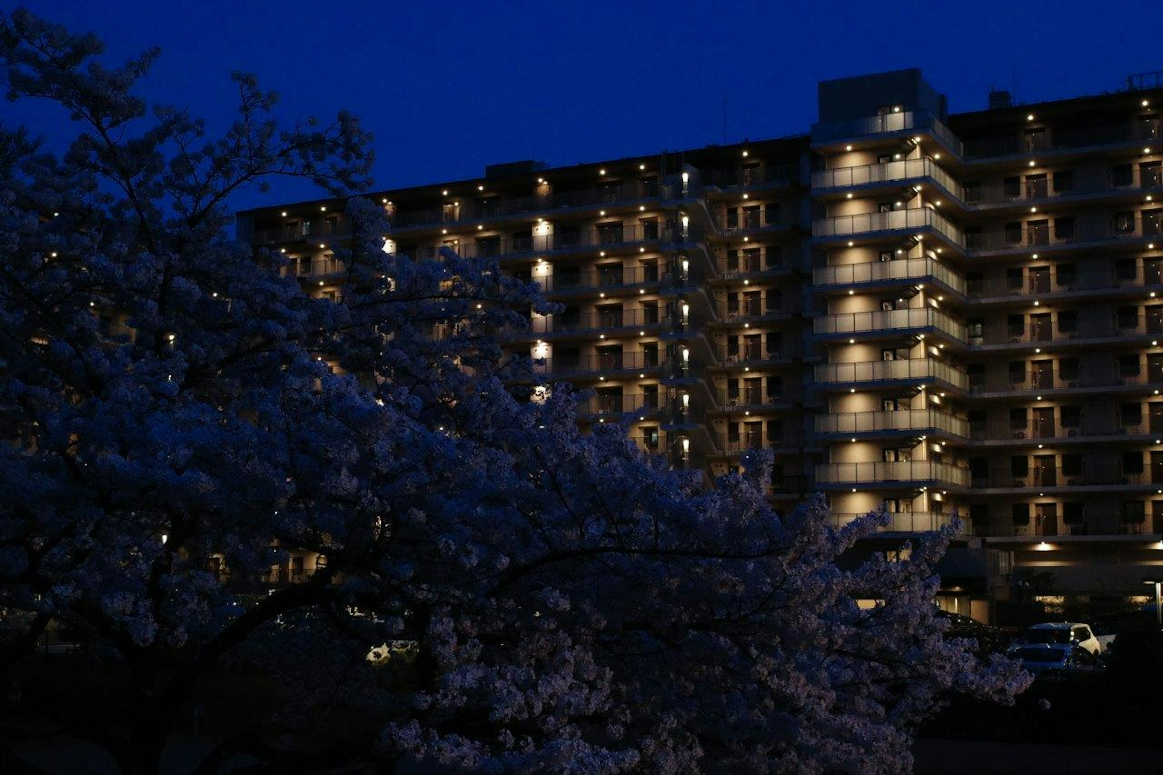 Vista nocturna de un edificio de apartamentos iluminado con cerezos en flor