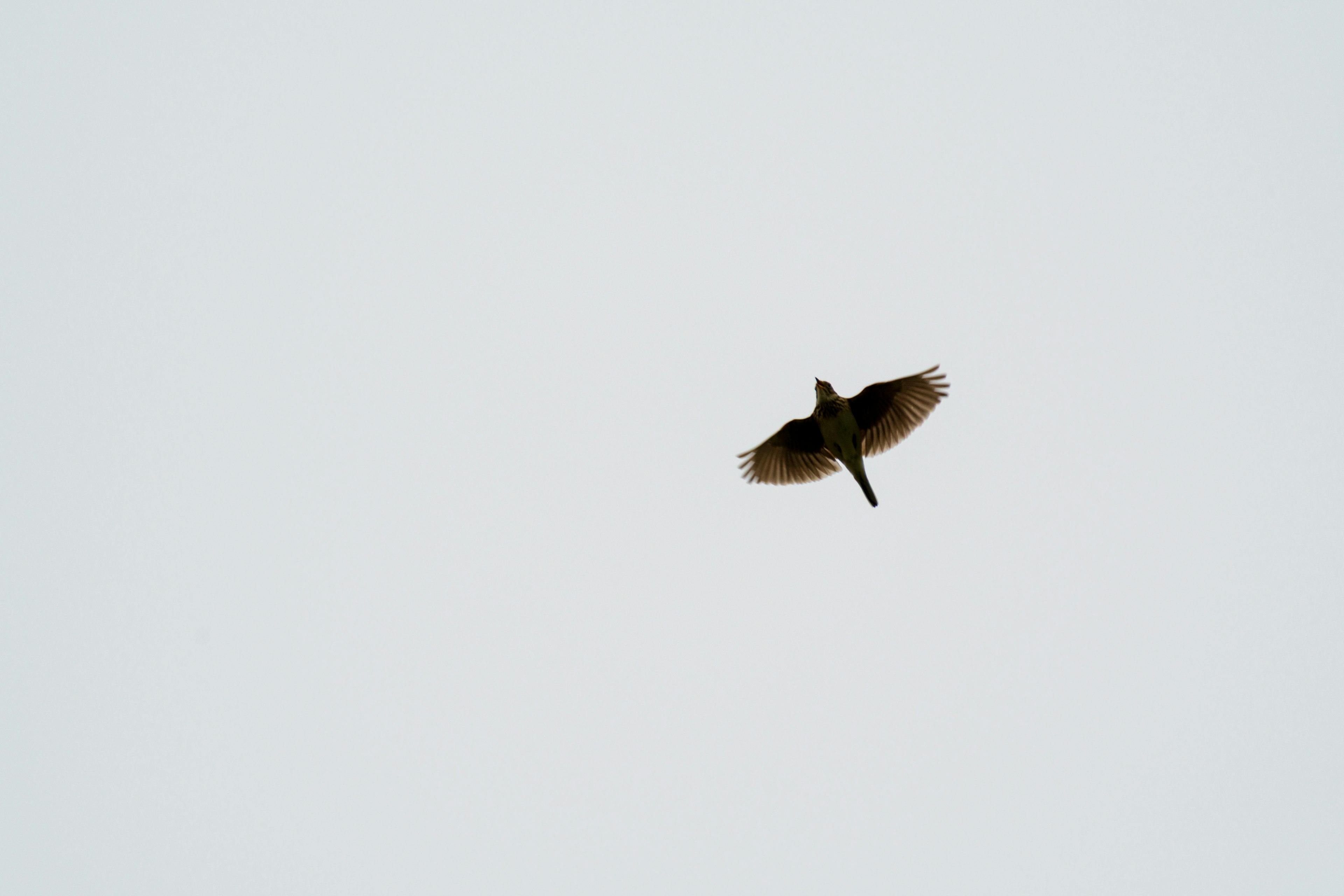 Silhouette d'un oiseau volant dans le ciel