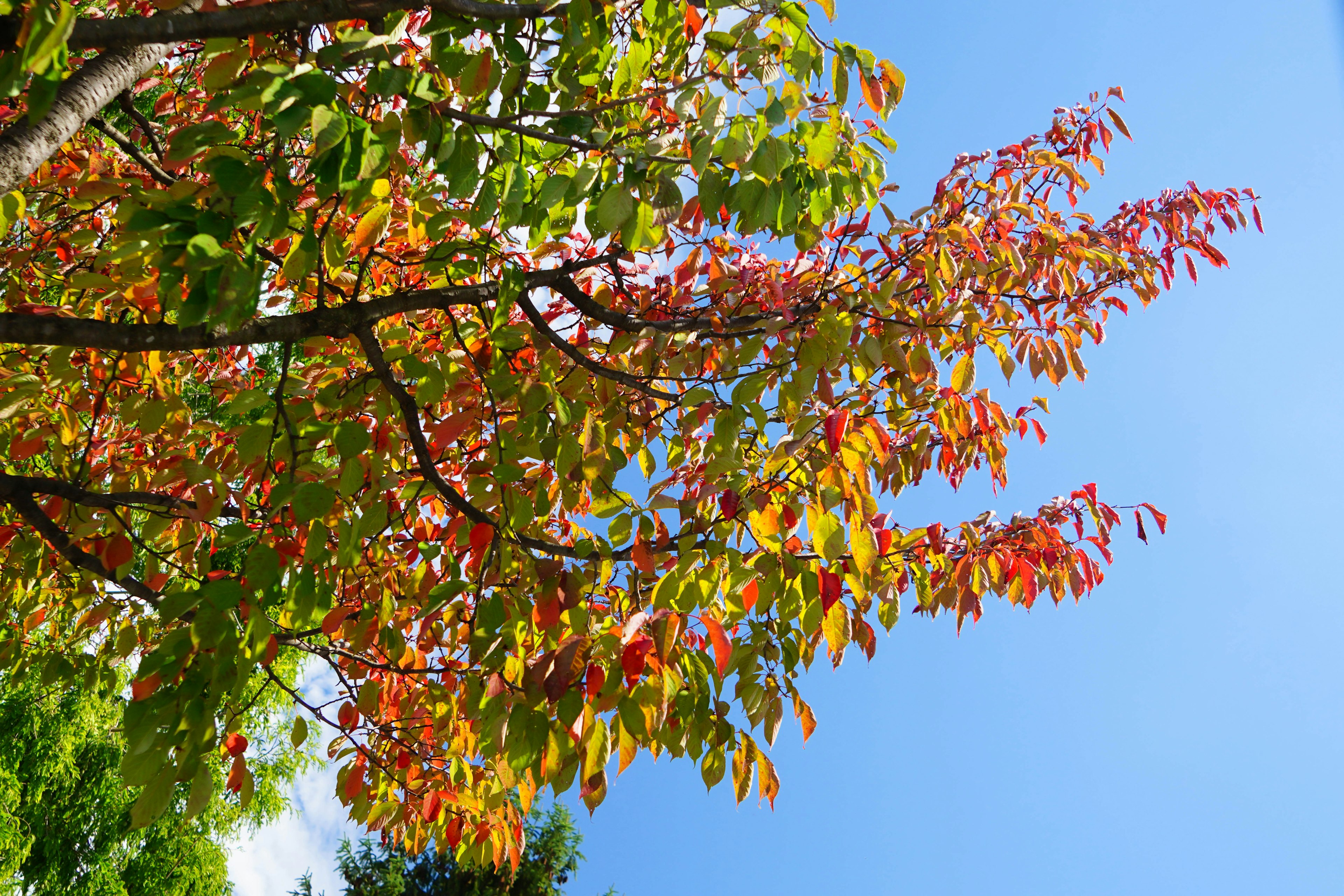 Albero con foglie autunnali colorate sotto un cielo blu