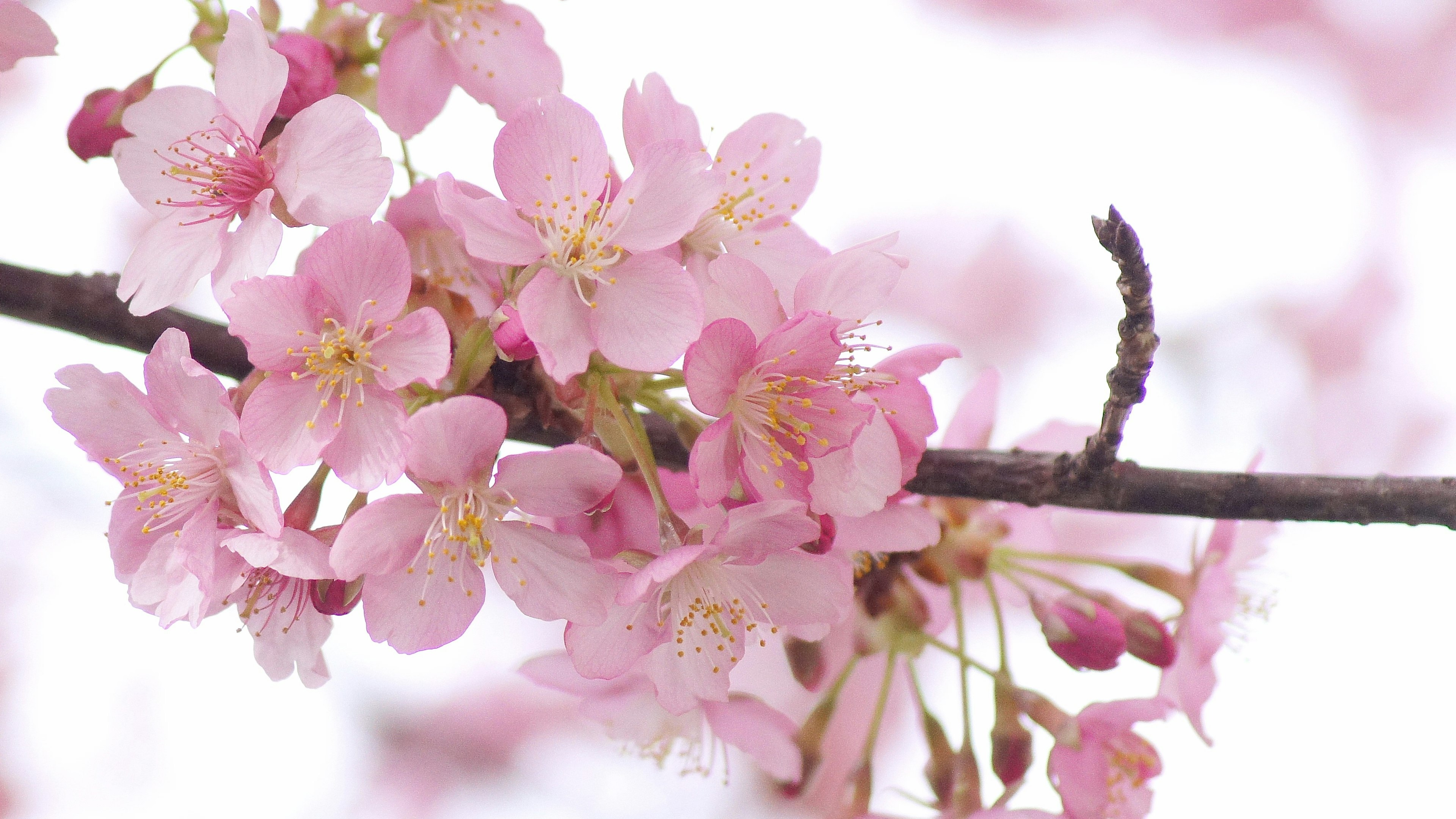 Primer plano de flores de cerezo con pétalos rosados y ramas