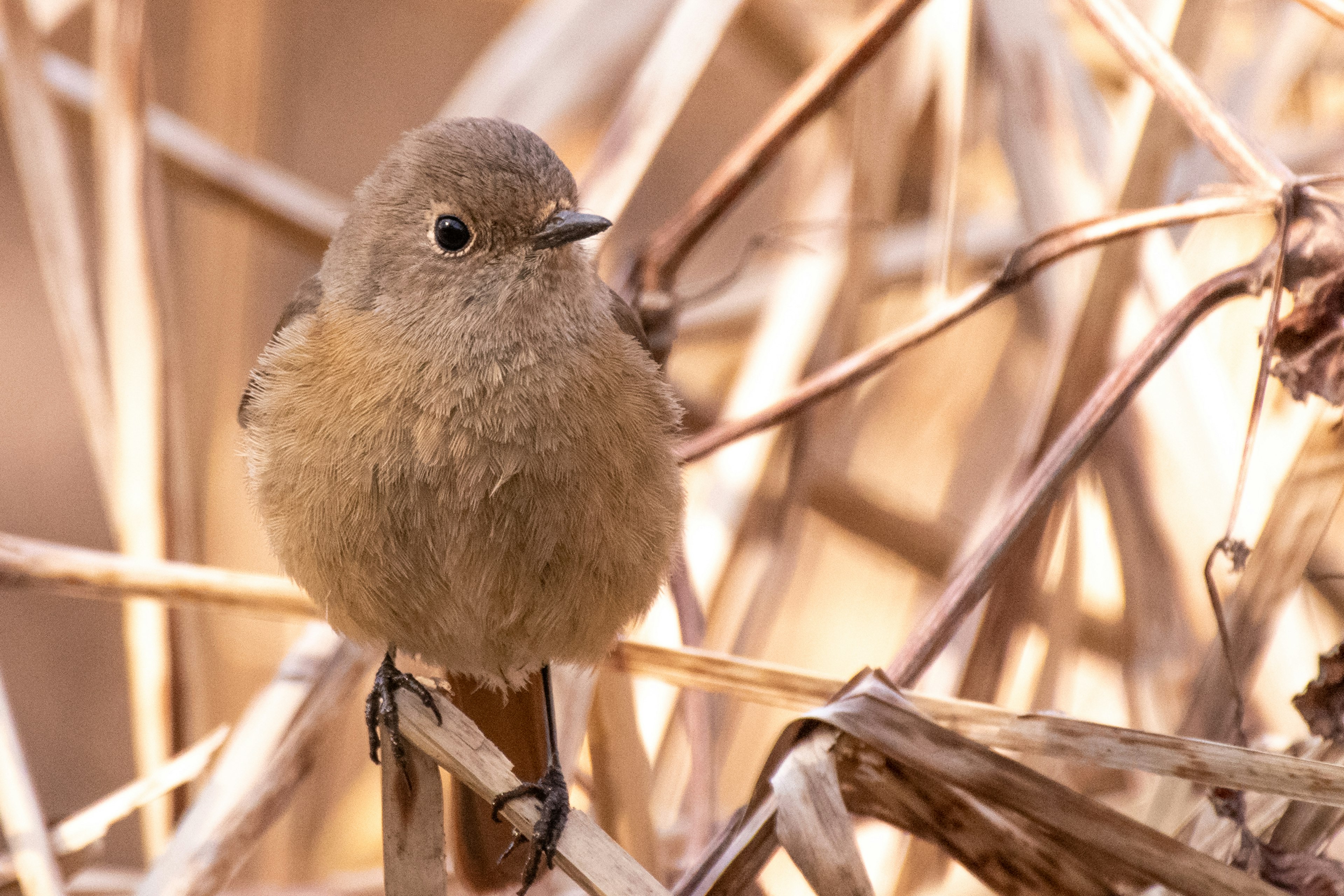 Ein kleiner Vogel auf trockenem Gras