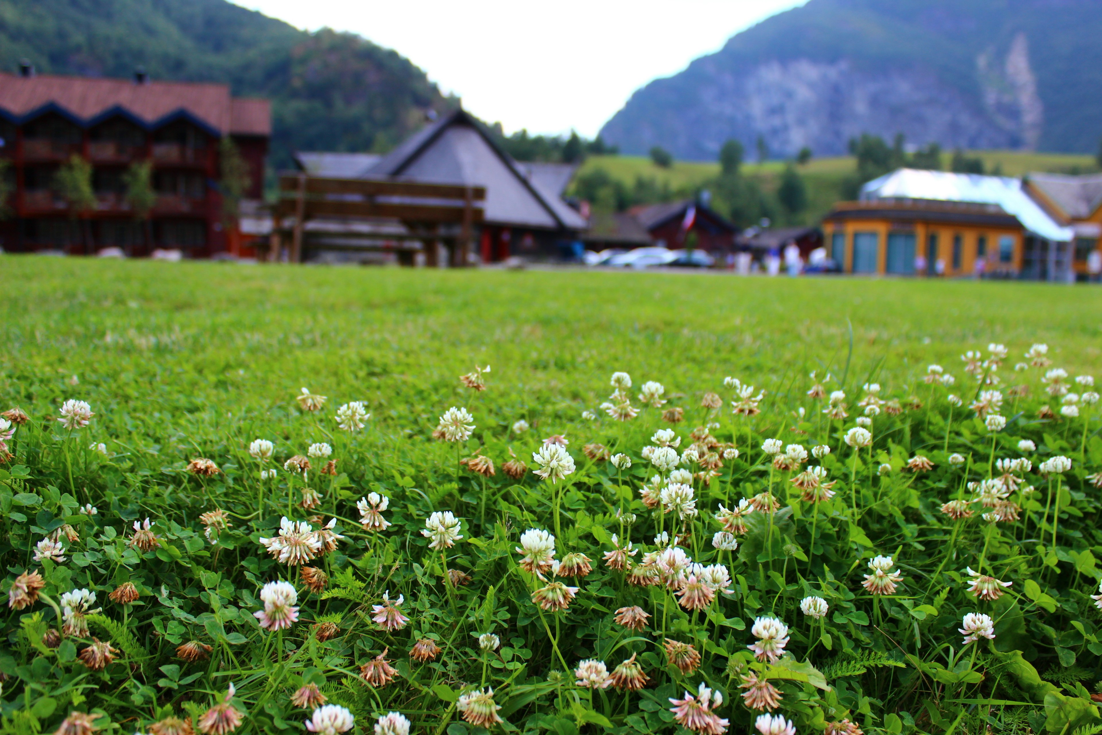 郁郁葱葱的绿草和白花在前景中，背景是山脉和木屋